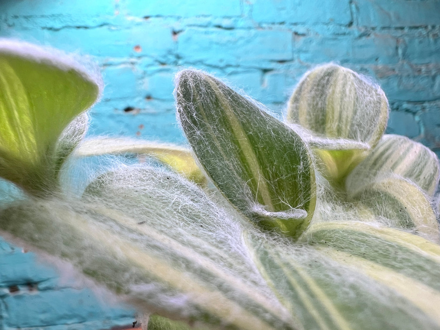 Hairy Wandering Jew 4” (Tradescantia sillamontana)
