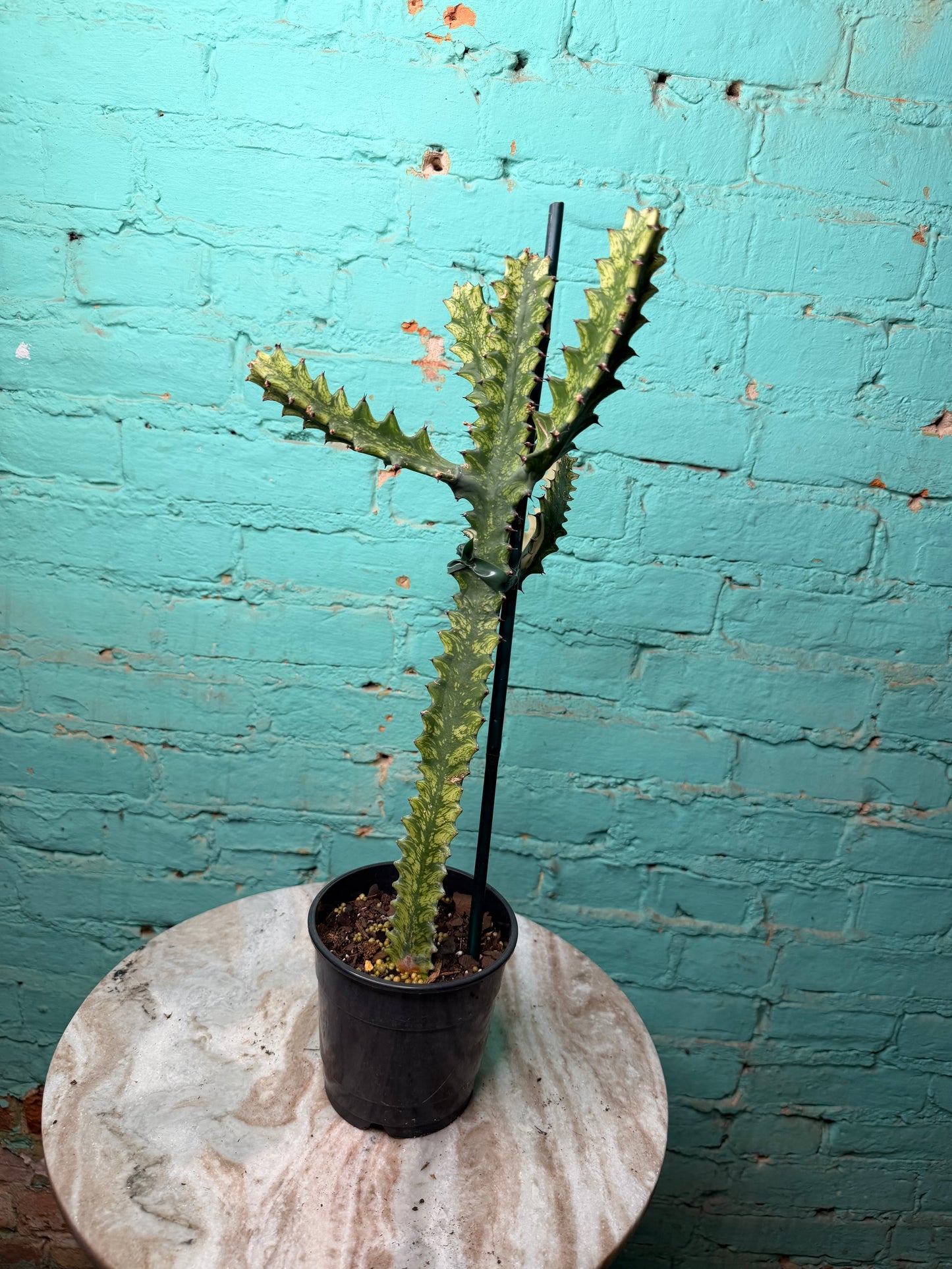 Euphorbia Trigonia Variegated 4”
