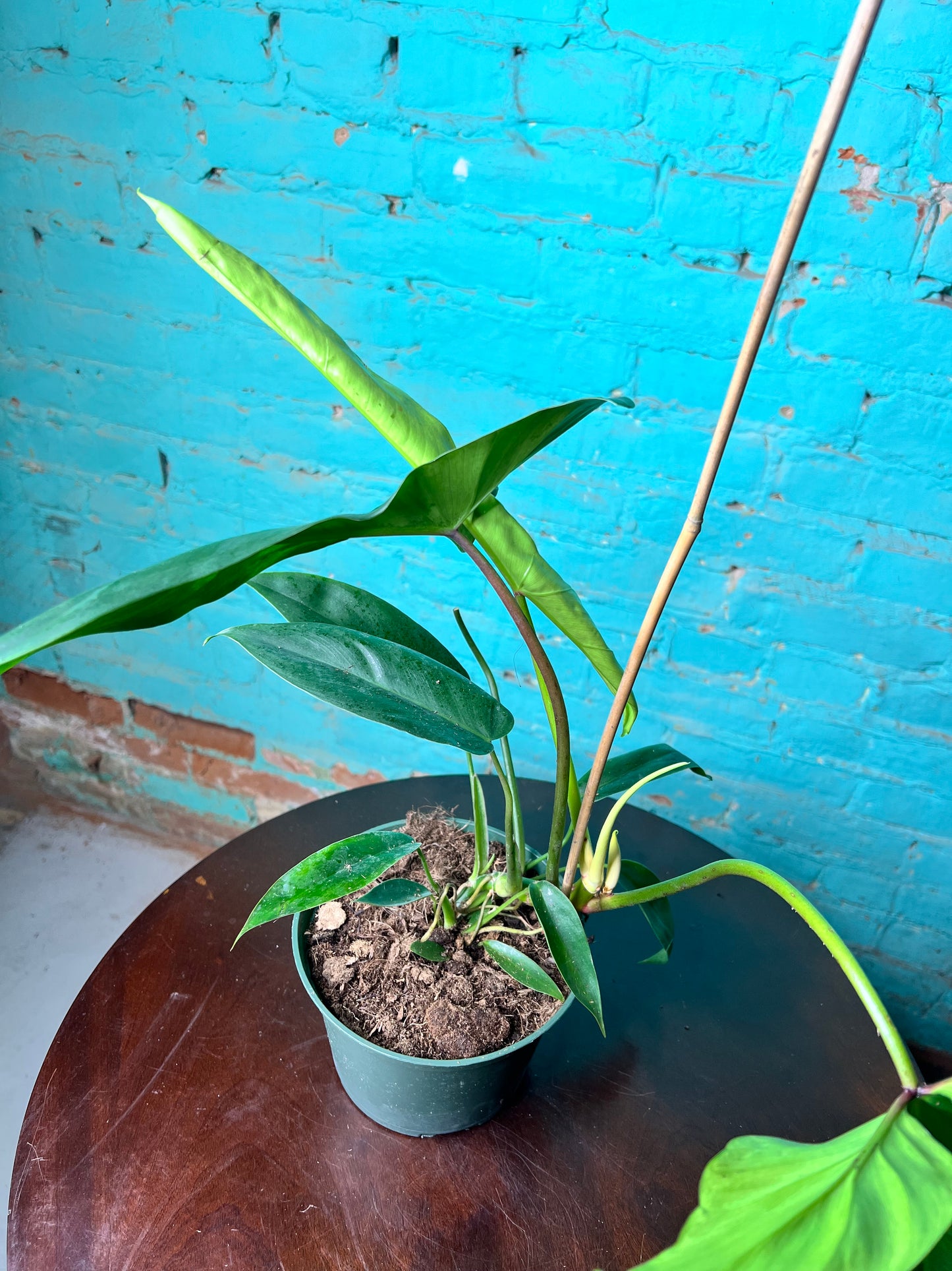 Philodendron Bette Waterbury 6”