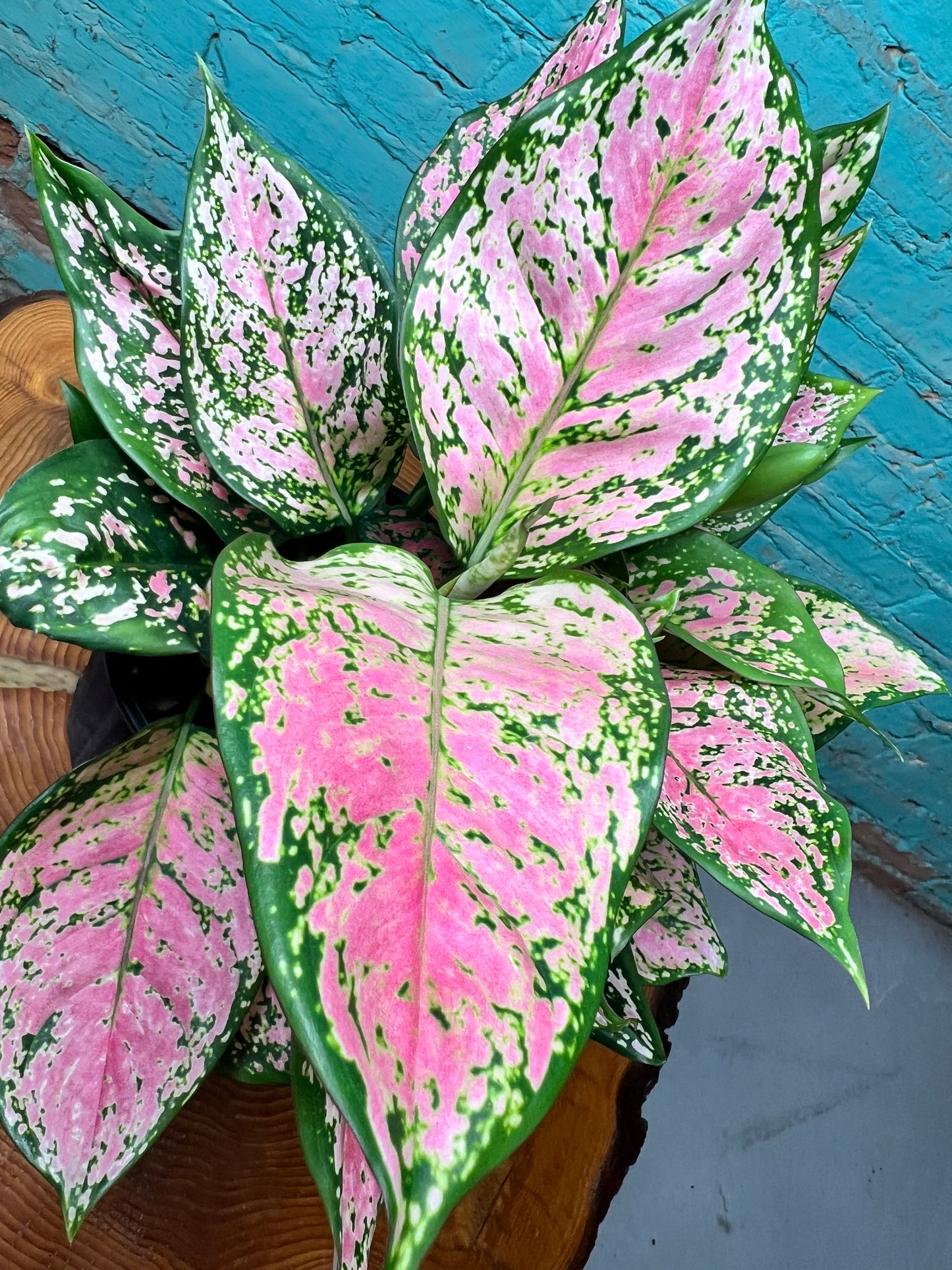 Aglaonema Wishes