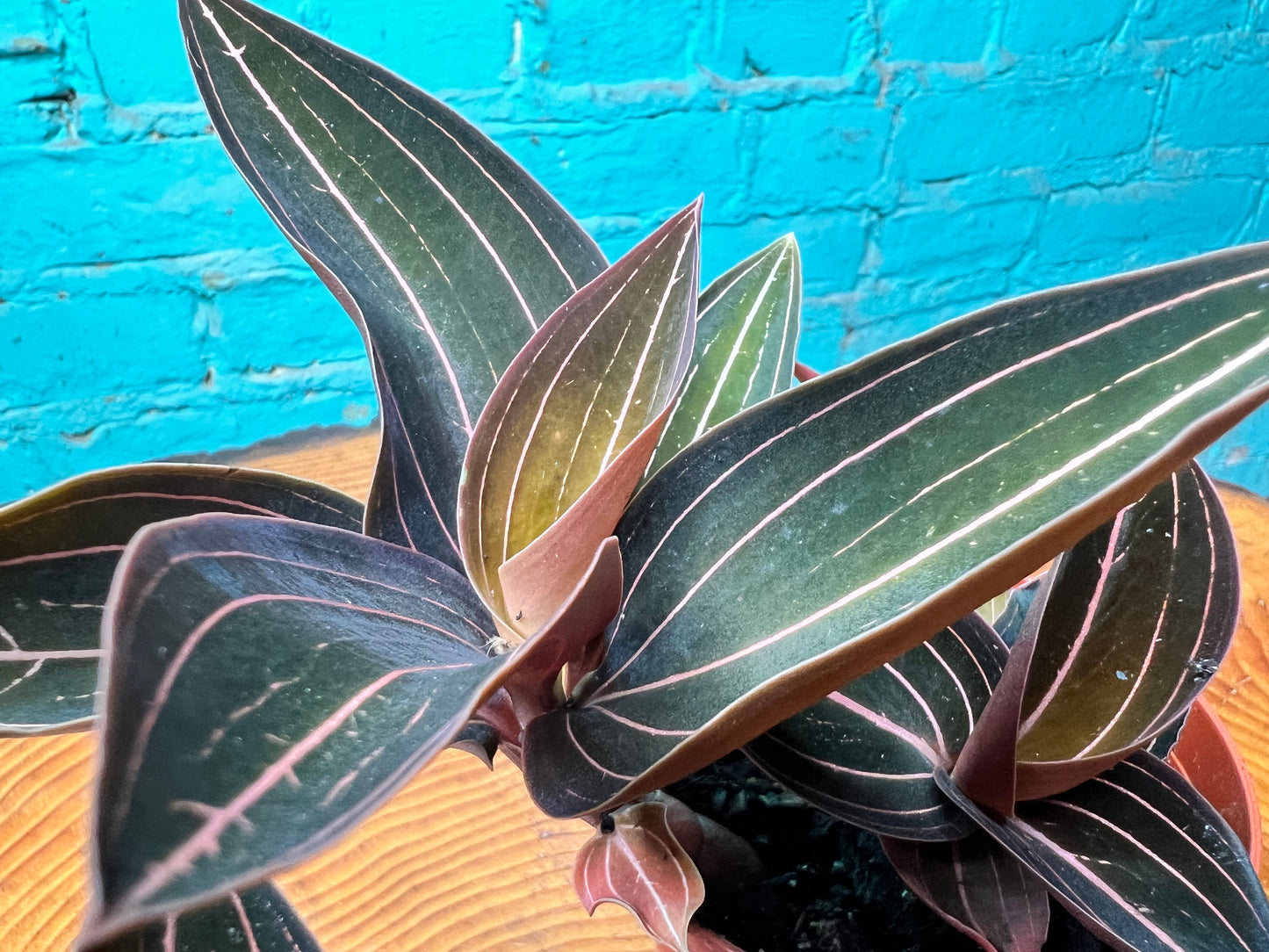 Jewel Orchid Ludisia discolor 4”