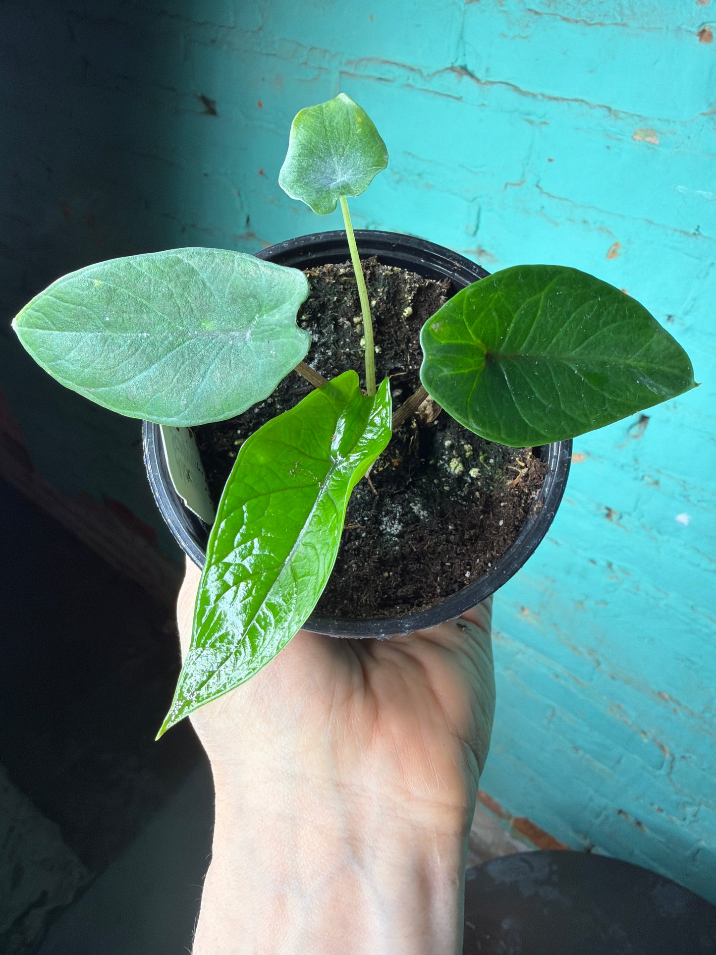 Alocasia scalprum 4”