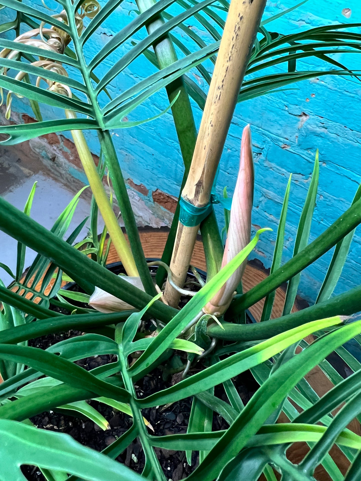 Philodendron Tortum 10”