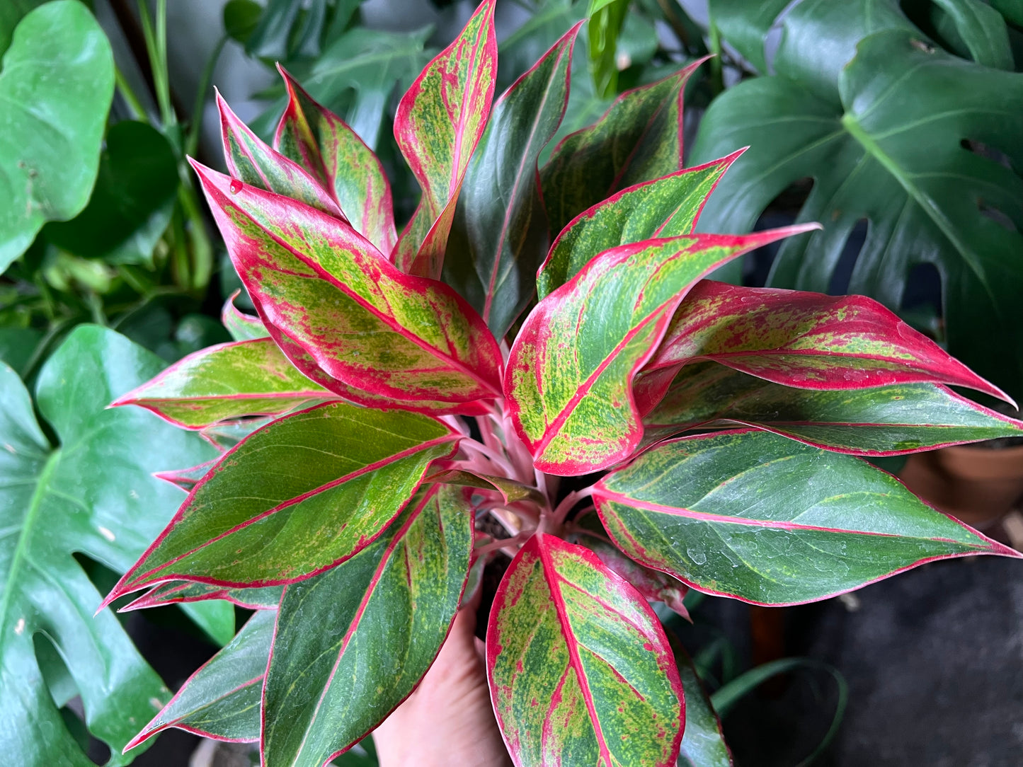 Aglaonema (Chinese Evergreen) Siam Aurora 4”