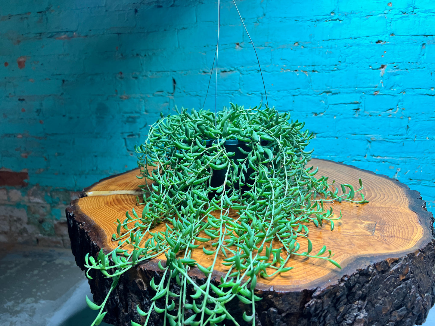 String of Bananas 6” Basket
