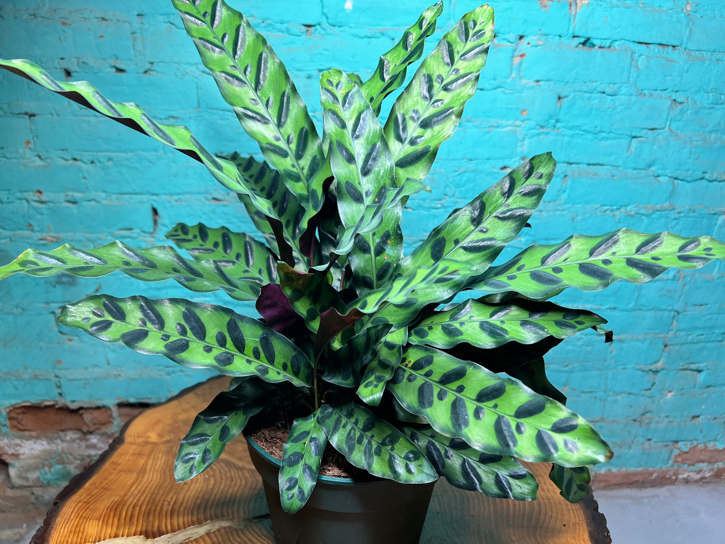 Rattle Snake calathea 10”