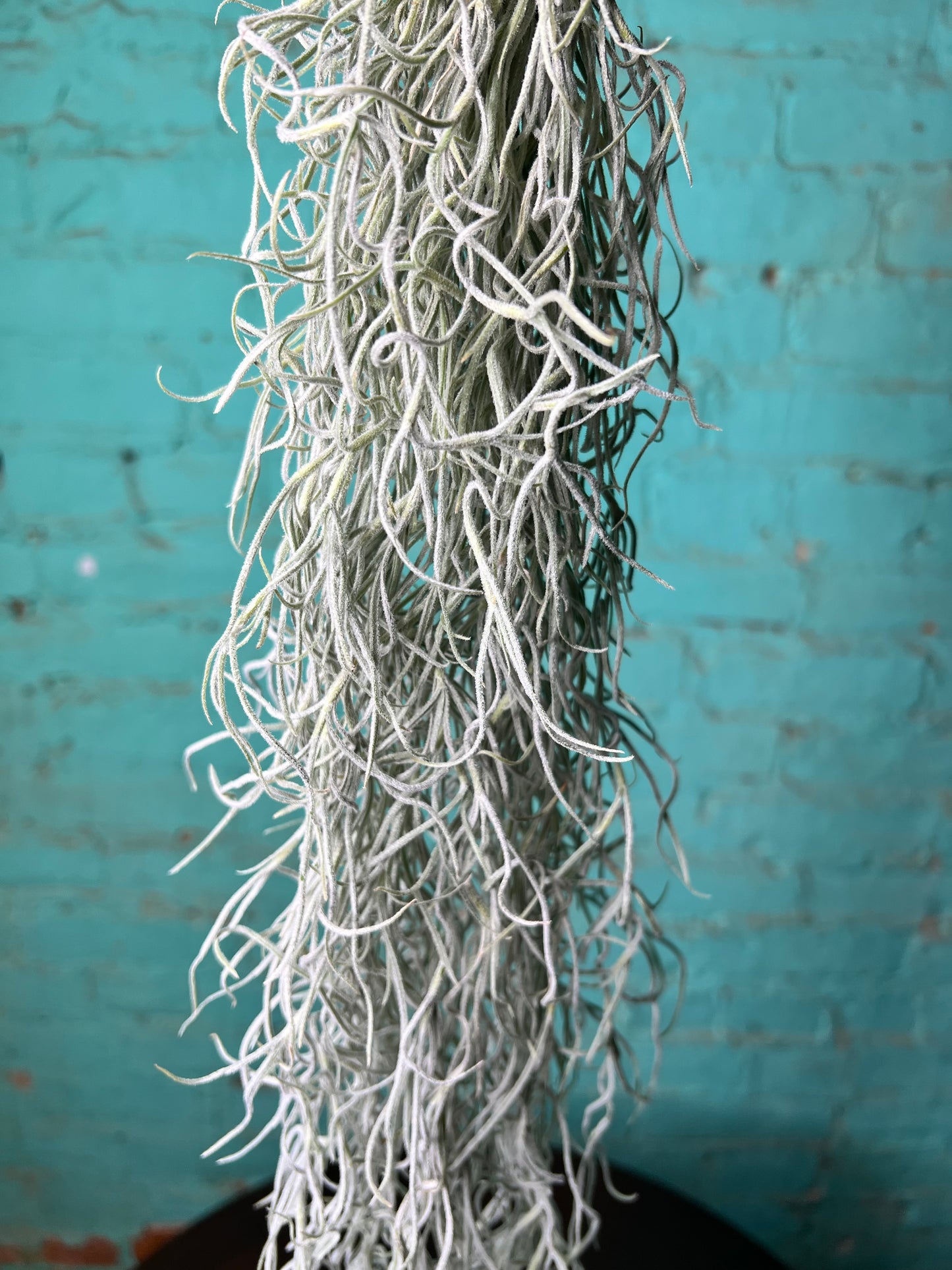 Spanish Moss