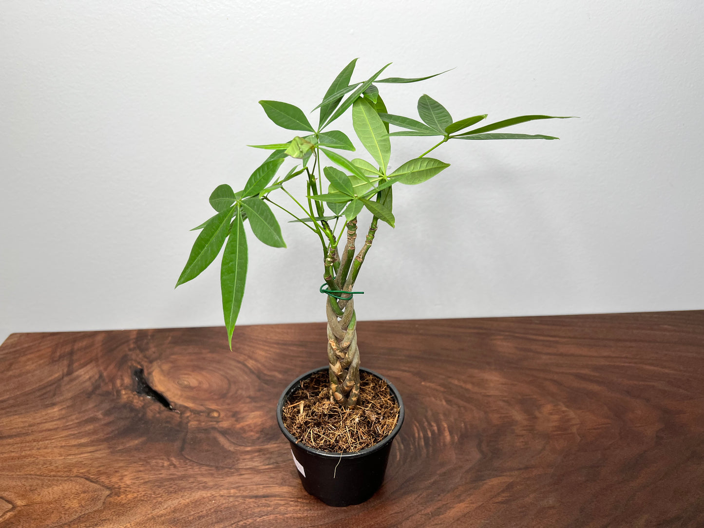 Money tree braided 4”