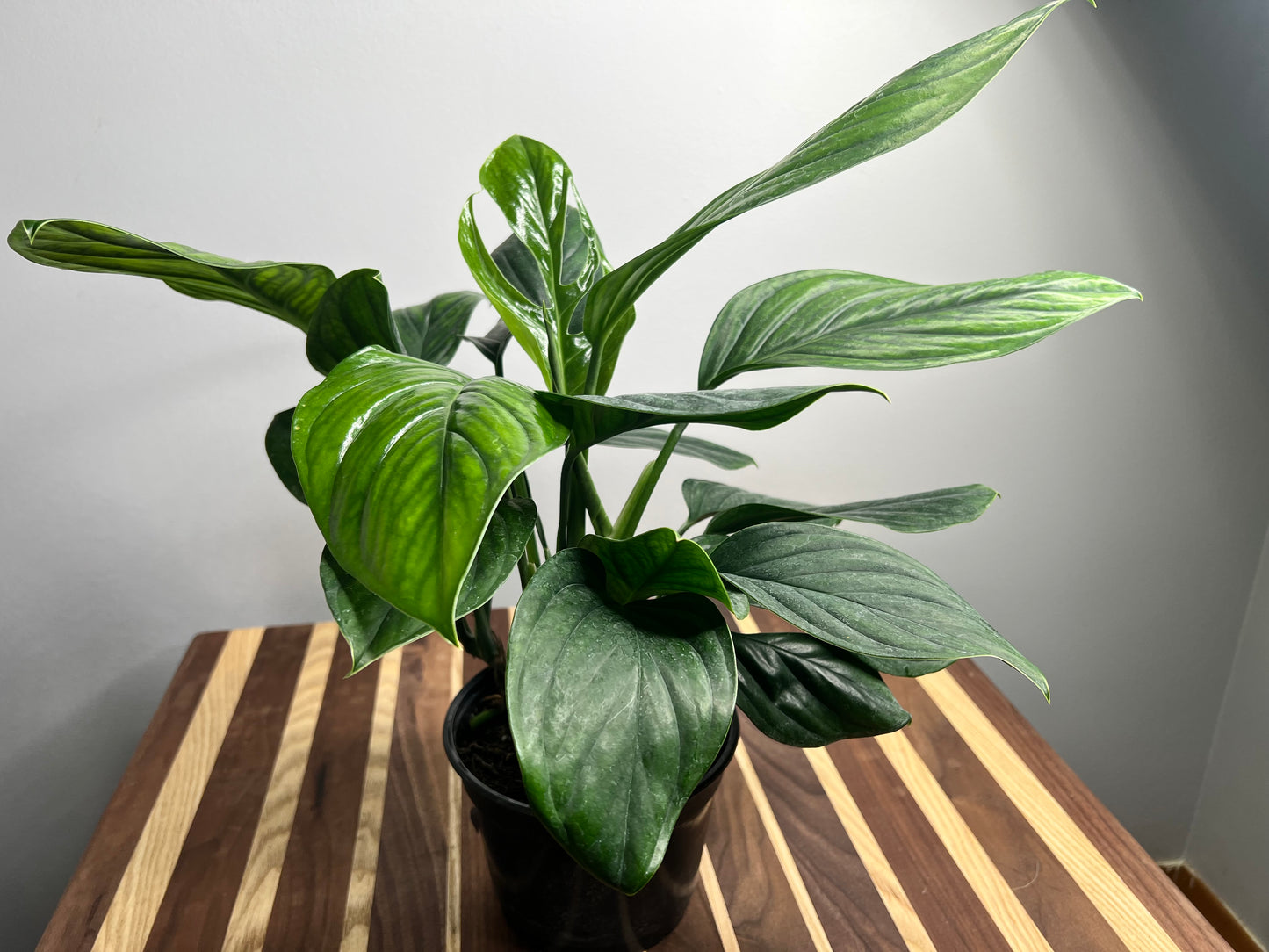 Monstera Pinnatipartita 6”