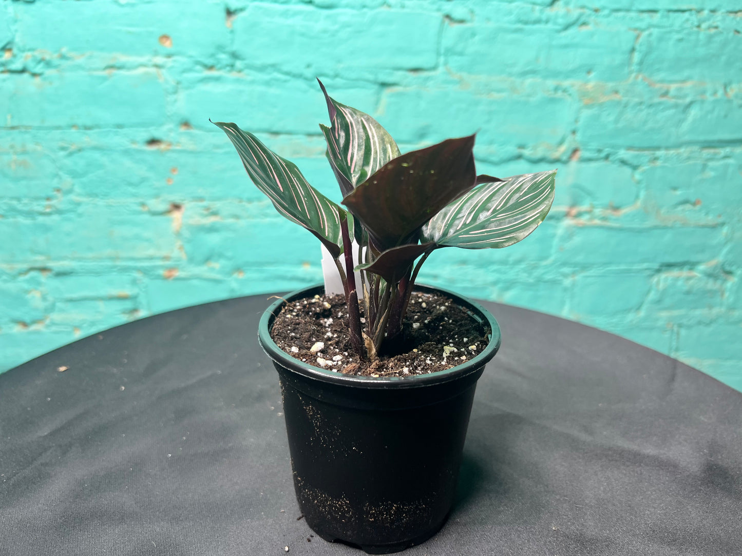 Calathea Pin Stripe 4”