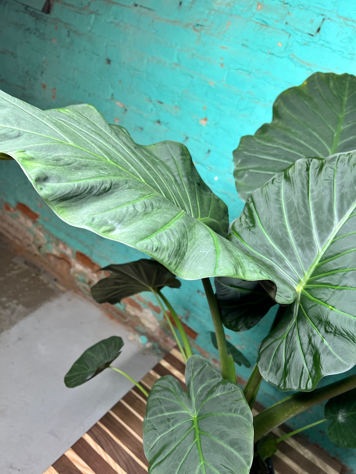 Alocasia Regal Shield 10”