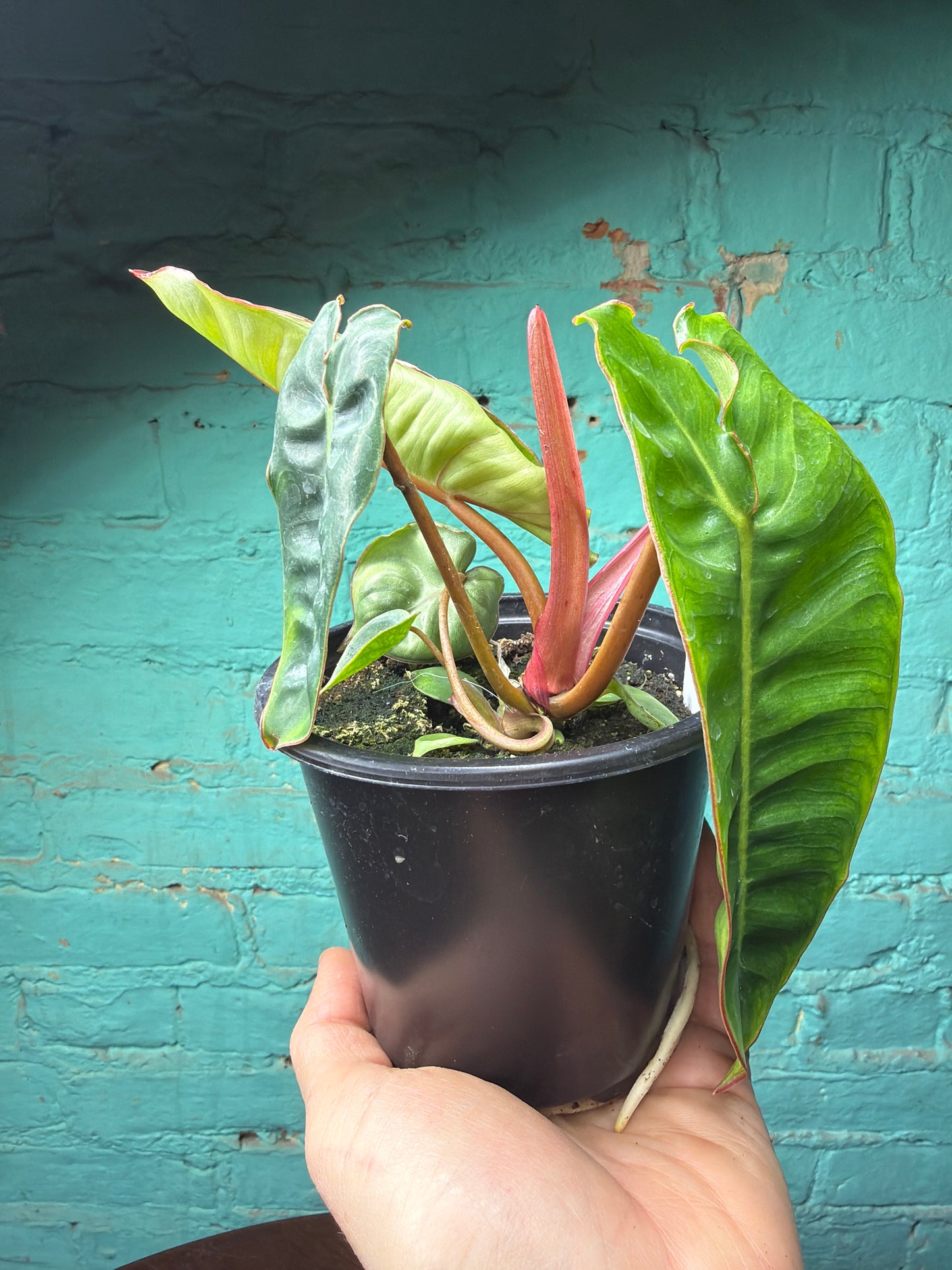 Philodendron Billietiae 4”