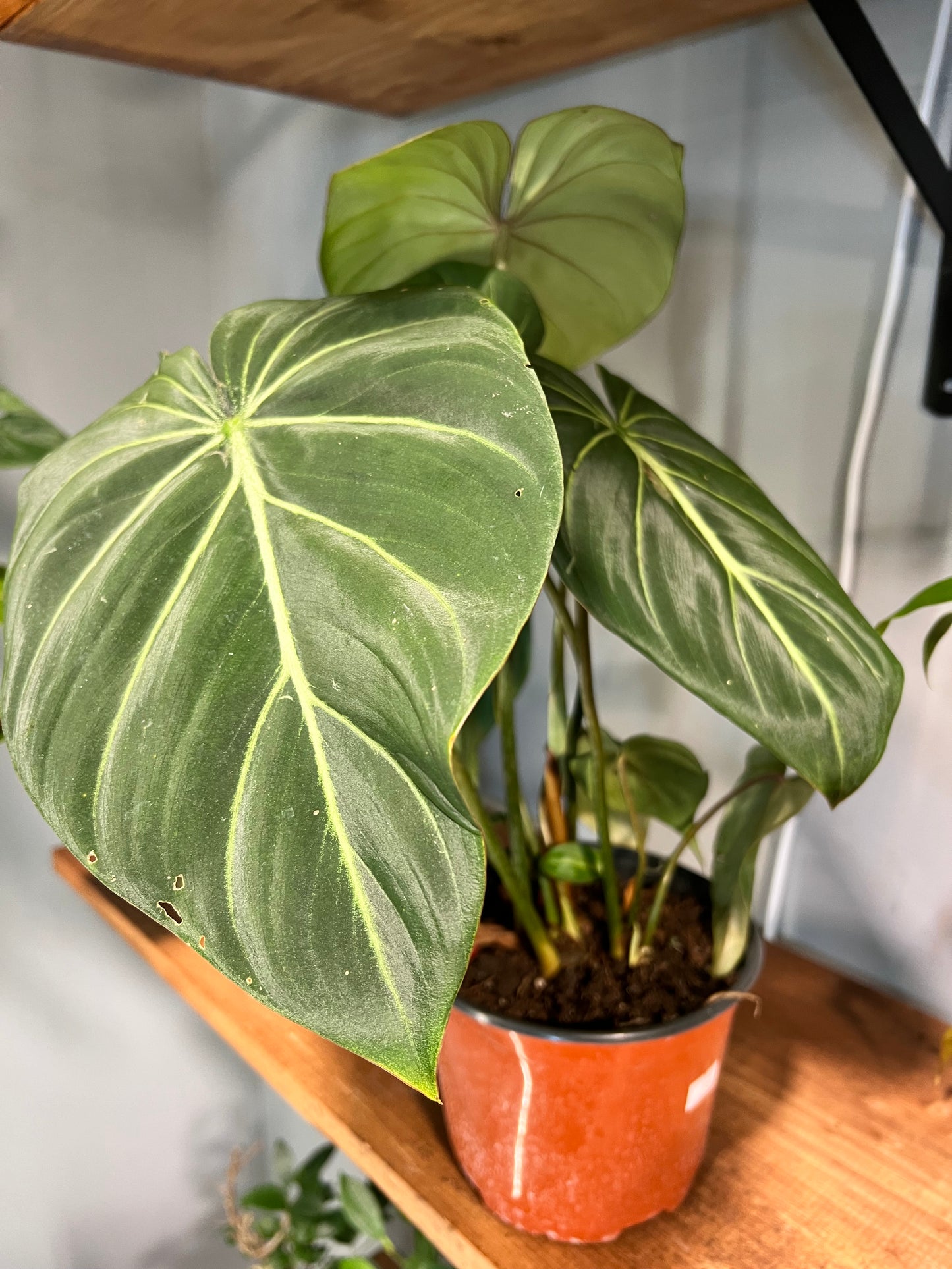 Philodendron Gloriosum 6”
