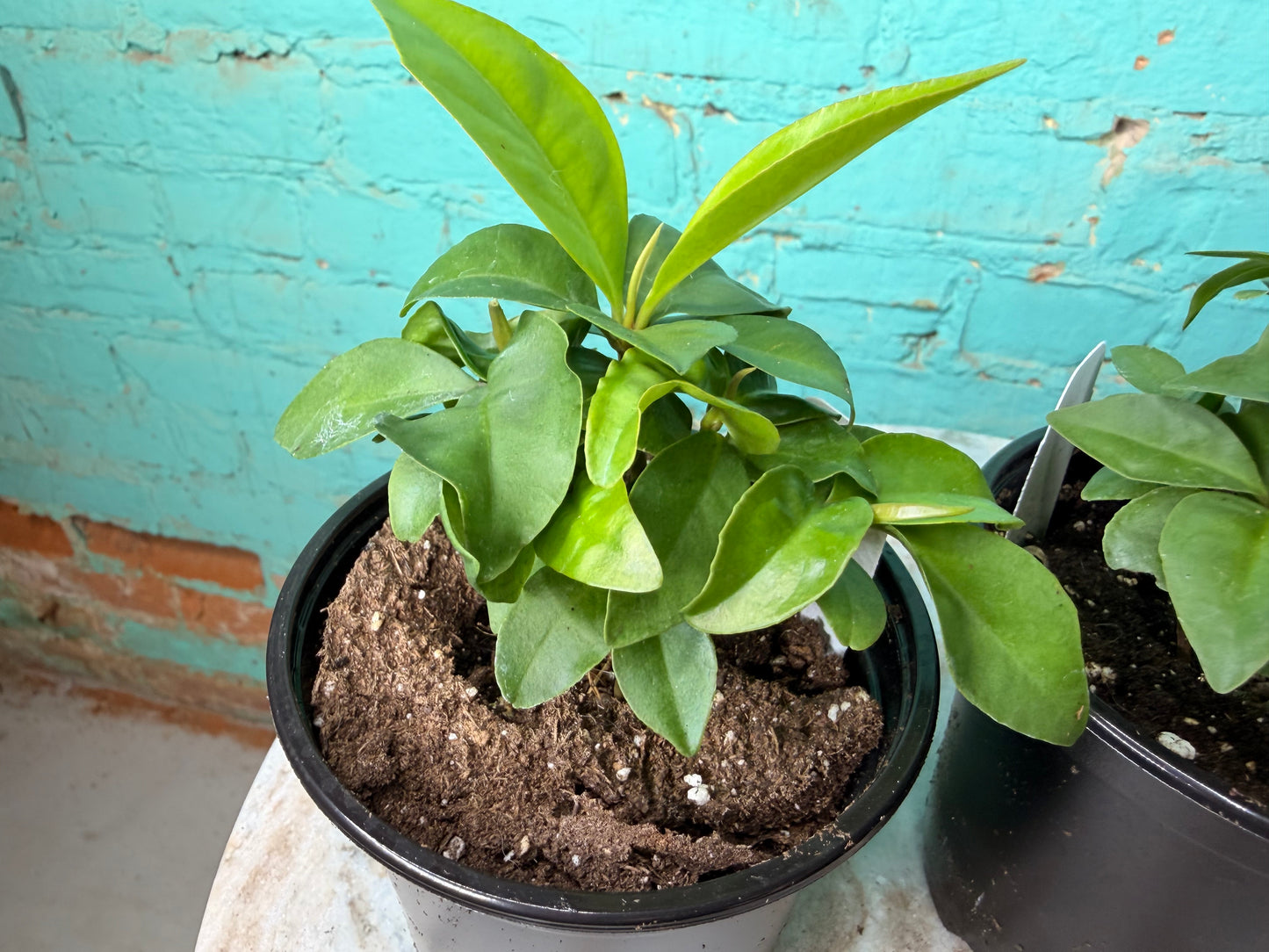 Ardisia Humillis 4” ‘Shoebutton’