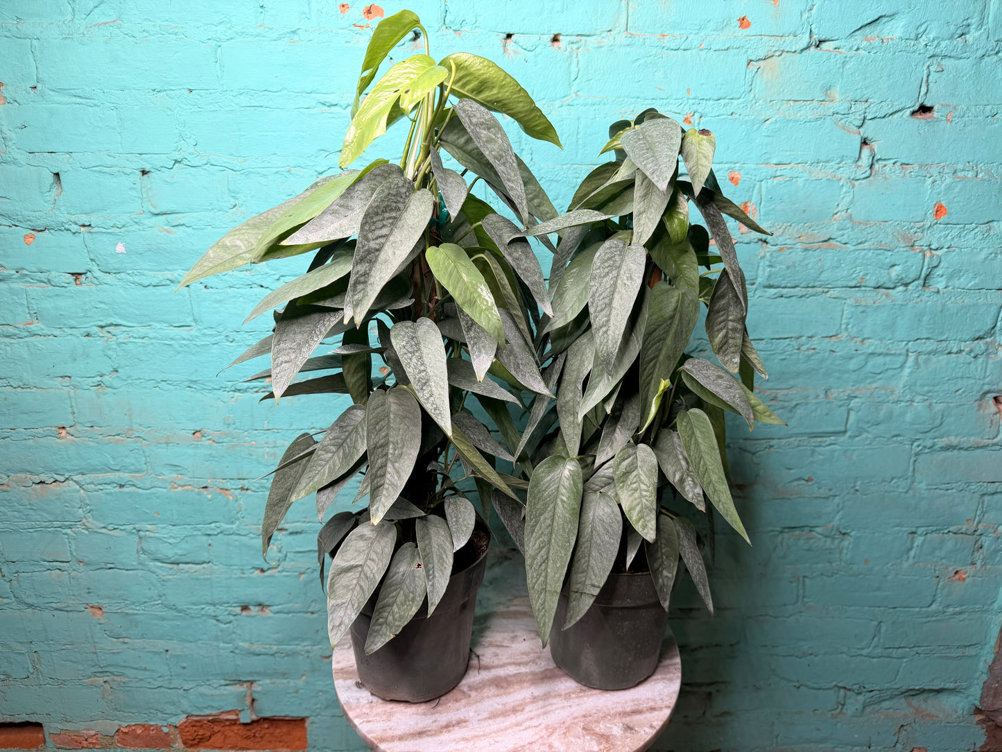 Cebu Blue Pothos Totem 6”