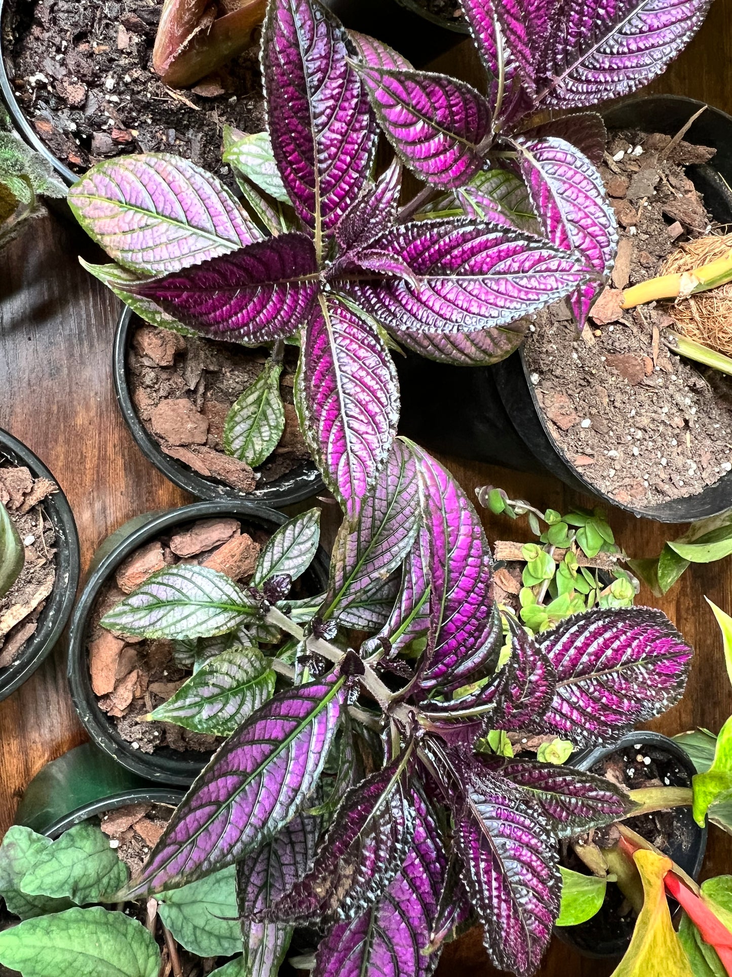 Persian Shield 3”