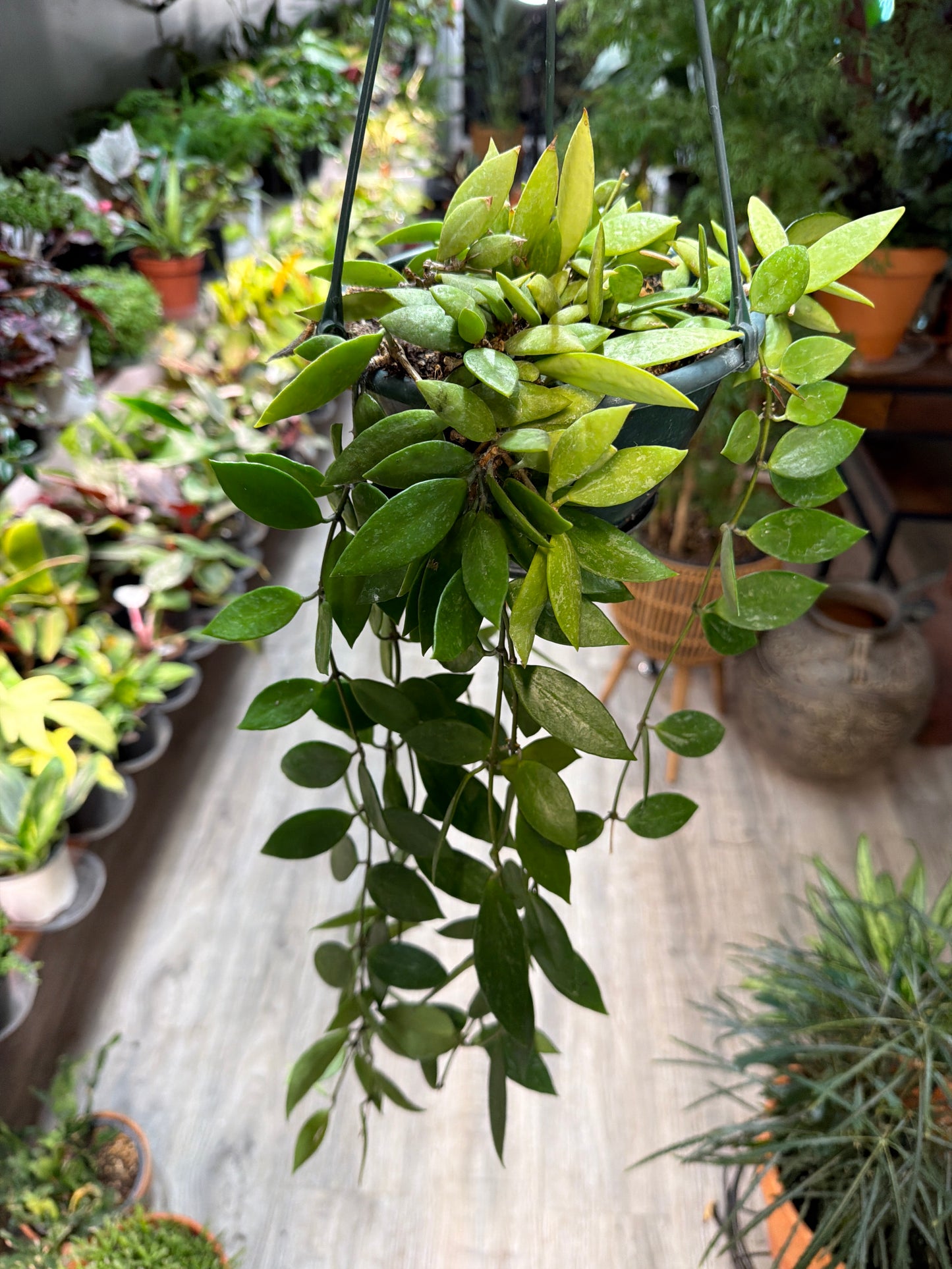 Hoya Gracillis 6” Basket