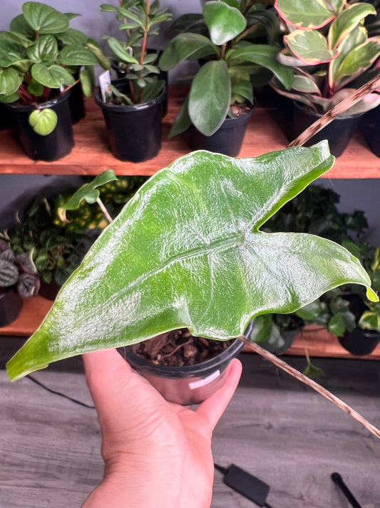 Alocasia-(Zebrina) Tigrina Superba 4”