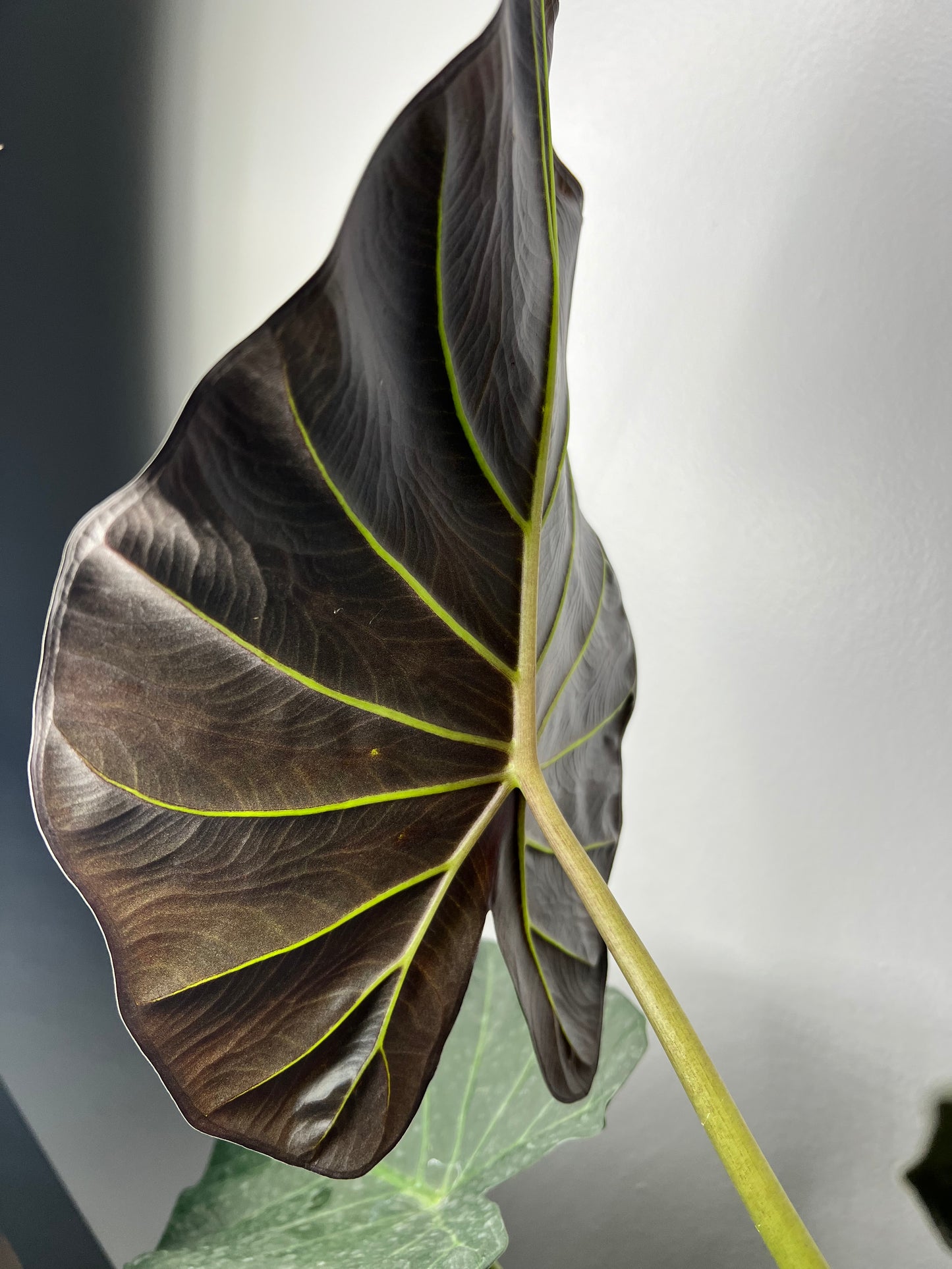 Alocasia Regal Shield 6”