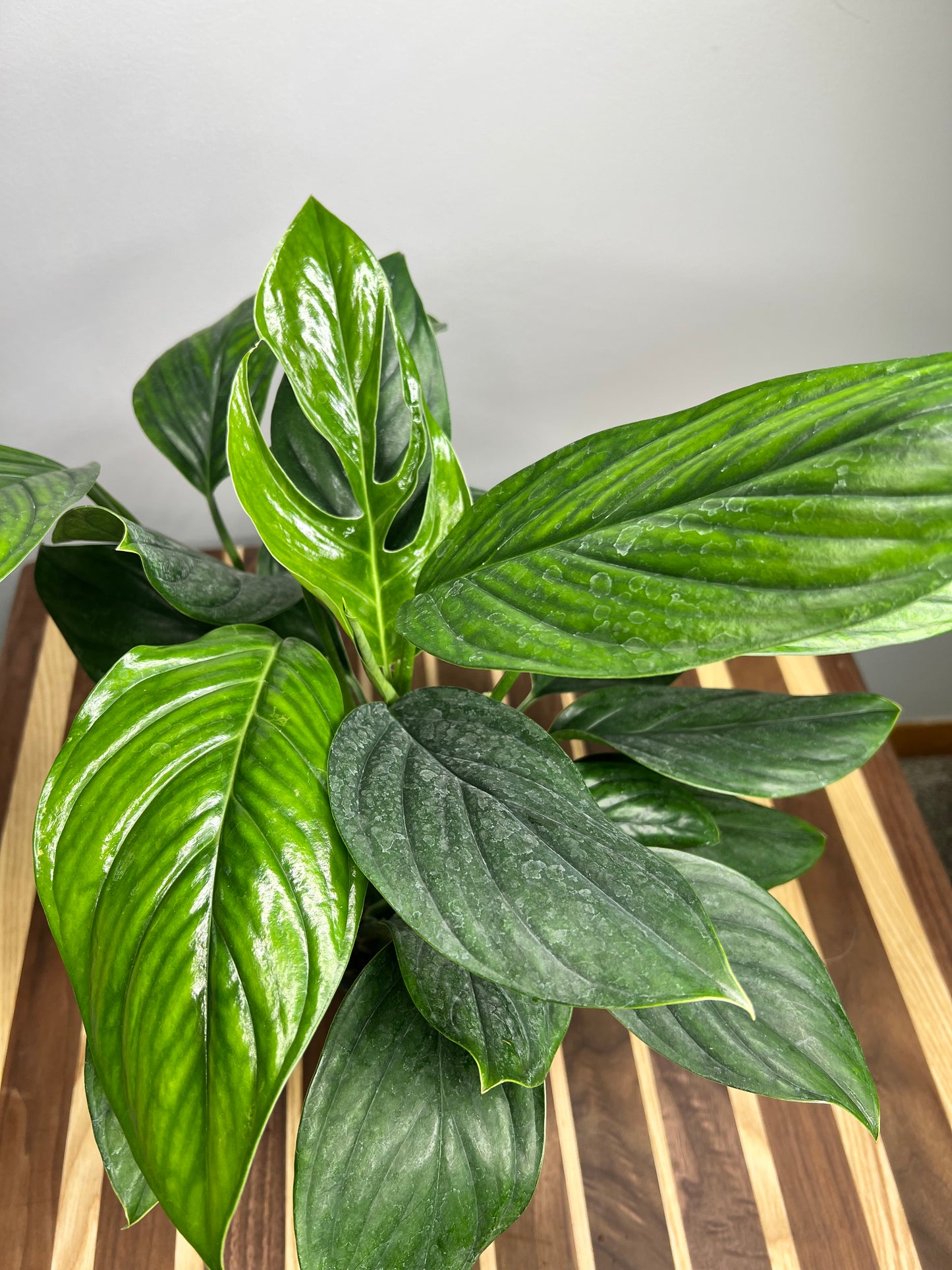 Monstera Pinnatipartita 6”