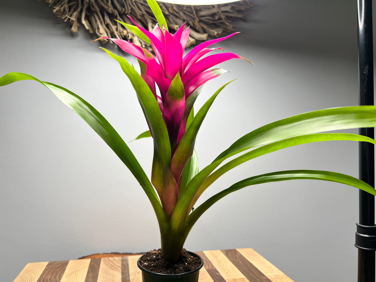 Bromeliad 4”