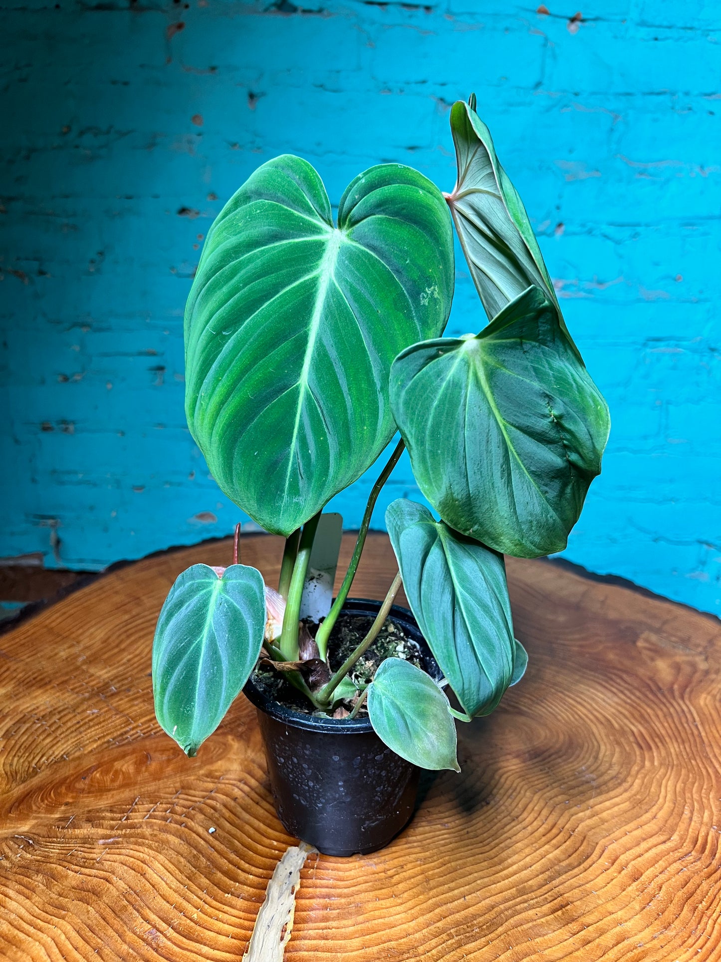 Philodendron Gloriosum 4”