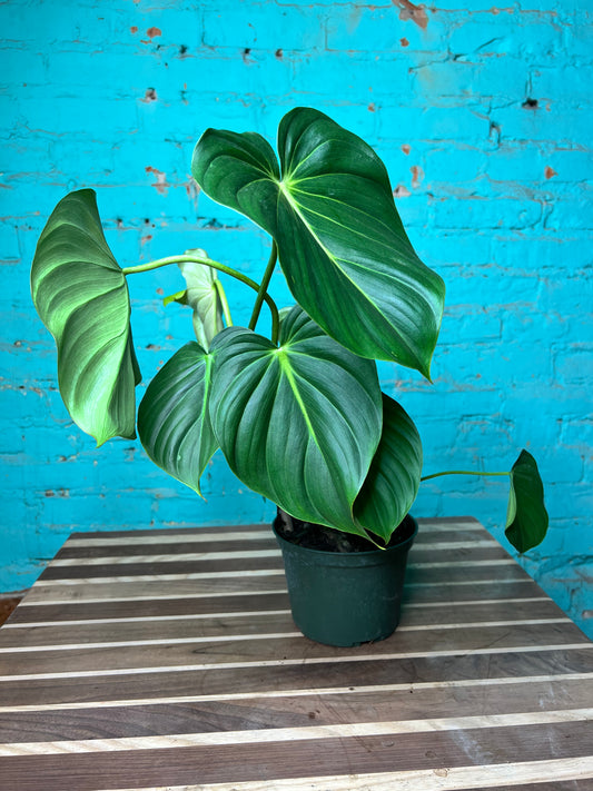 Philodendron McDowell 6”