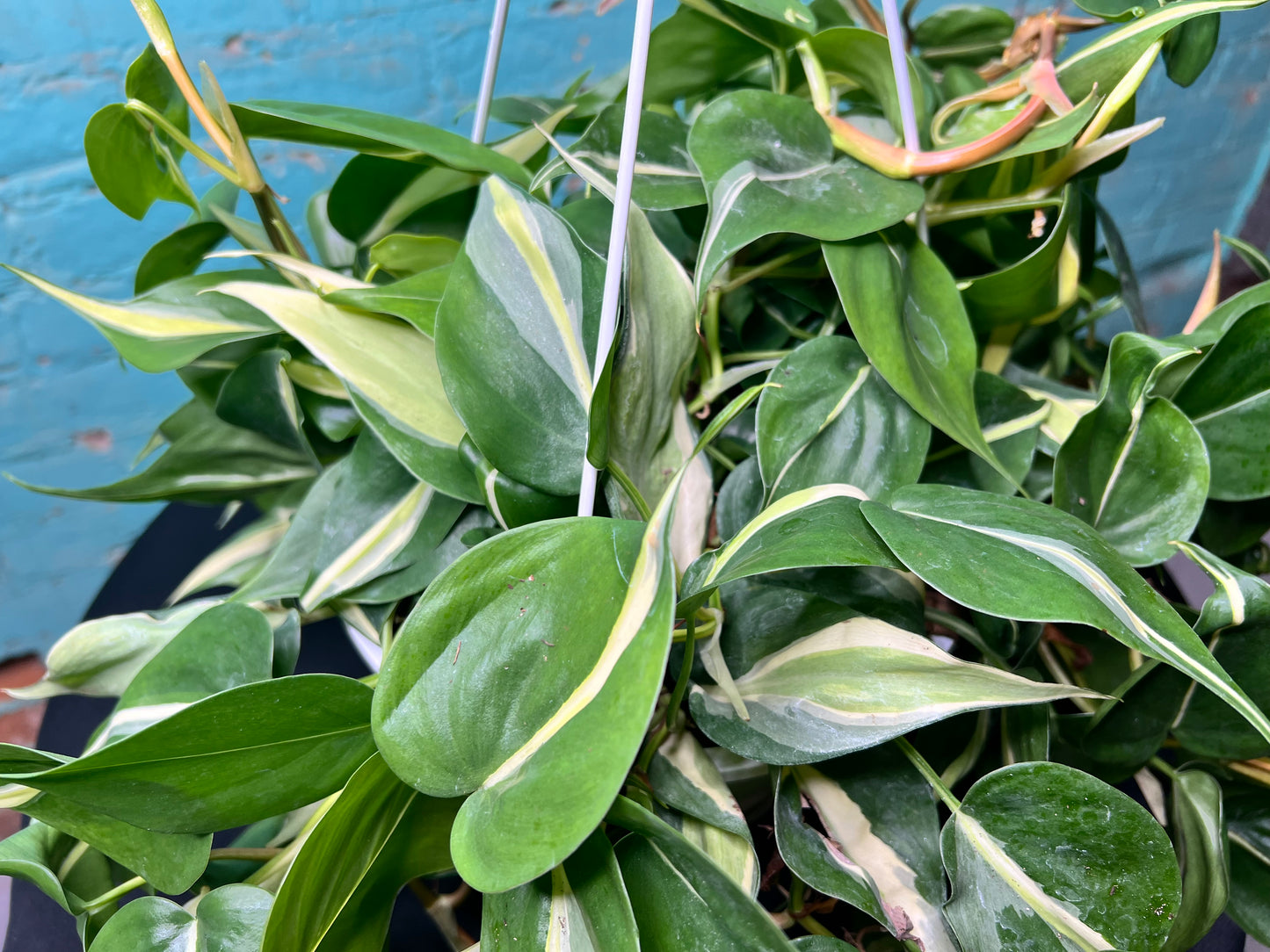 Philodendron Silver Stripe 8” basket