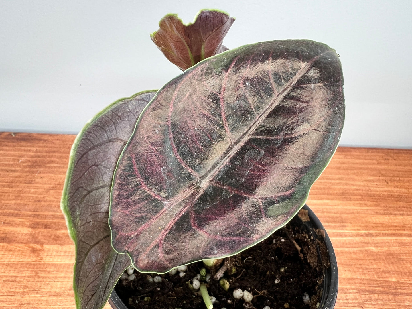 Alocasia Azianii