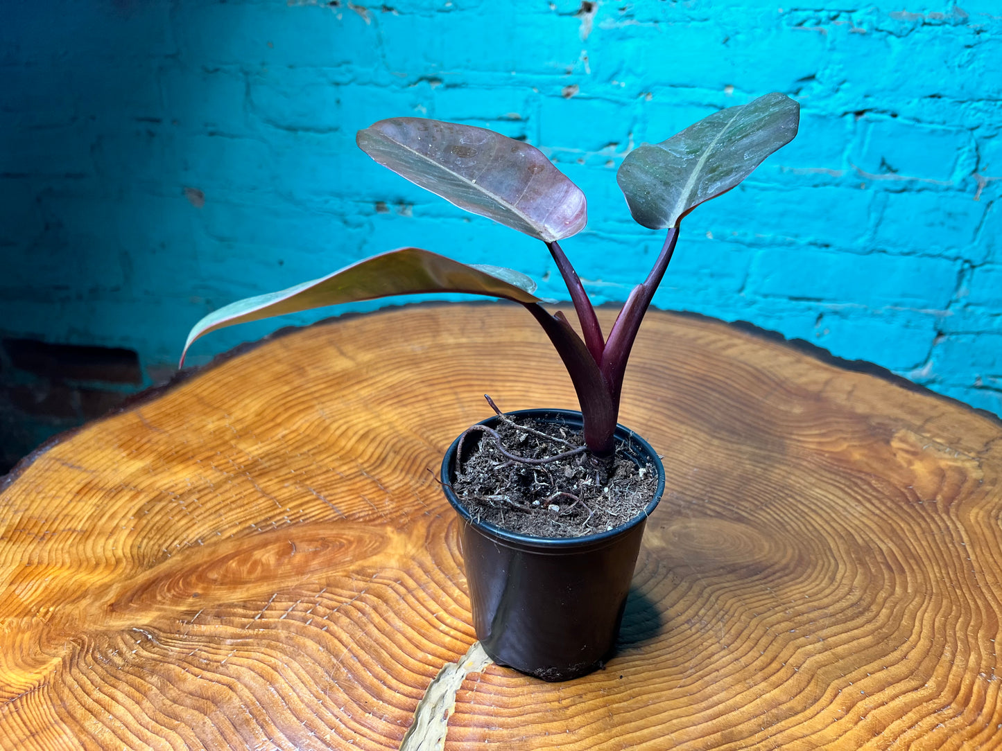 Philodendron Red Congo 4”