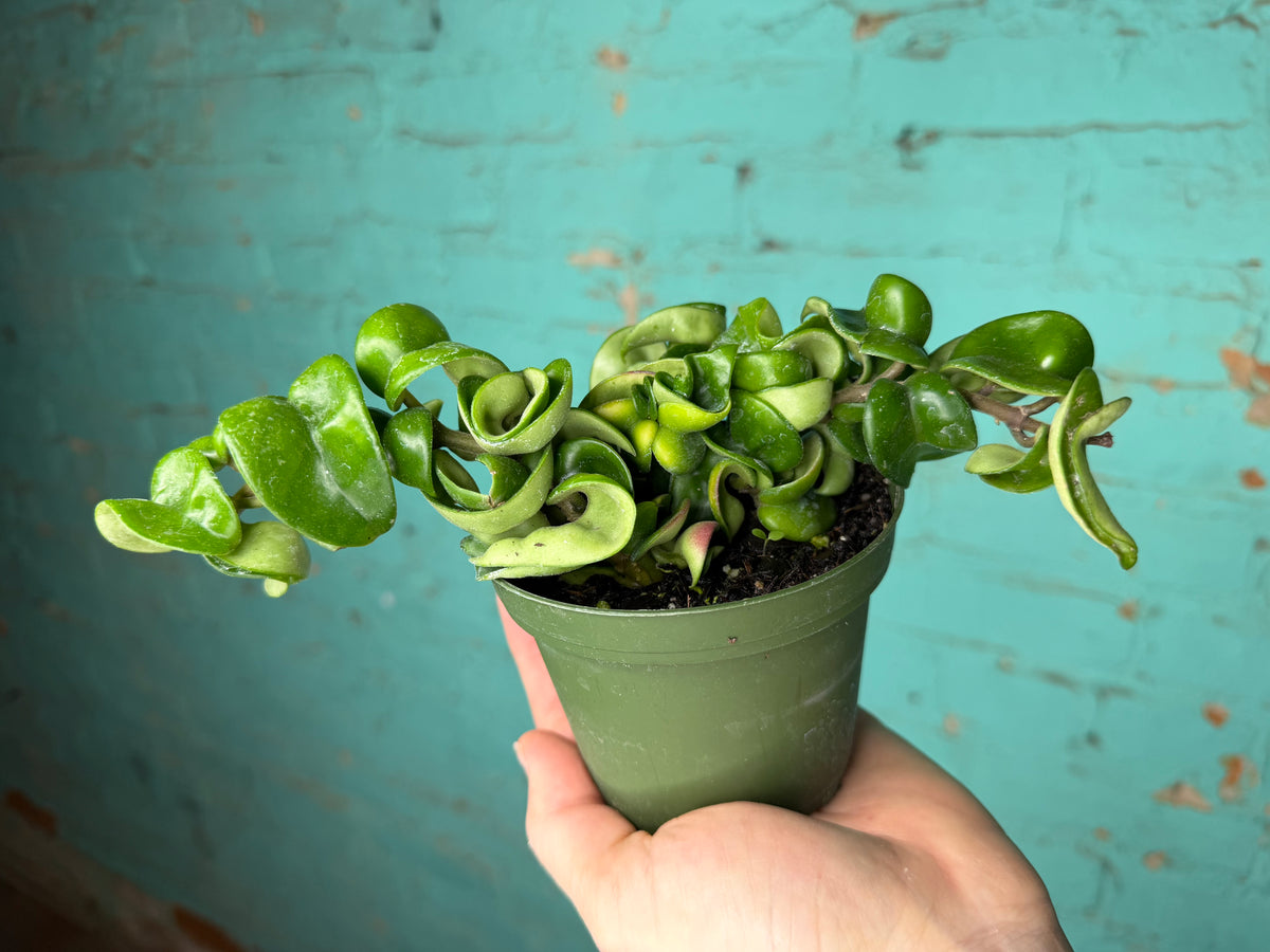 Hoya Compacta ‘Hindu Rope’ 4”
