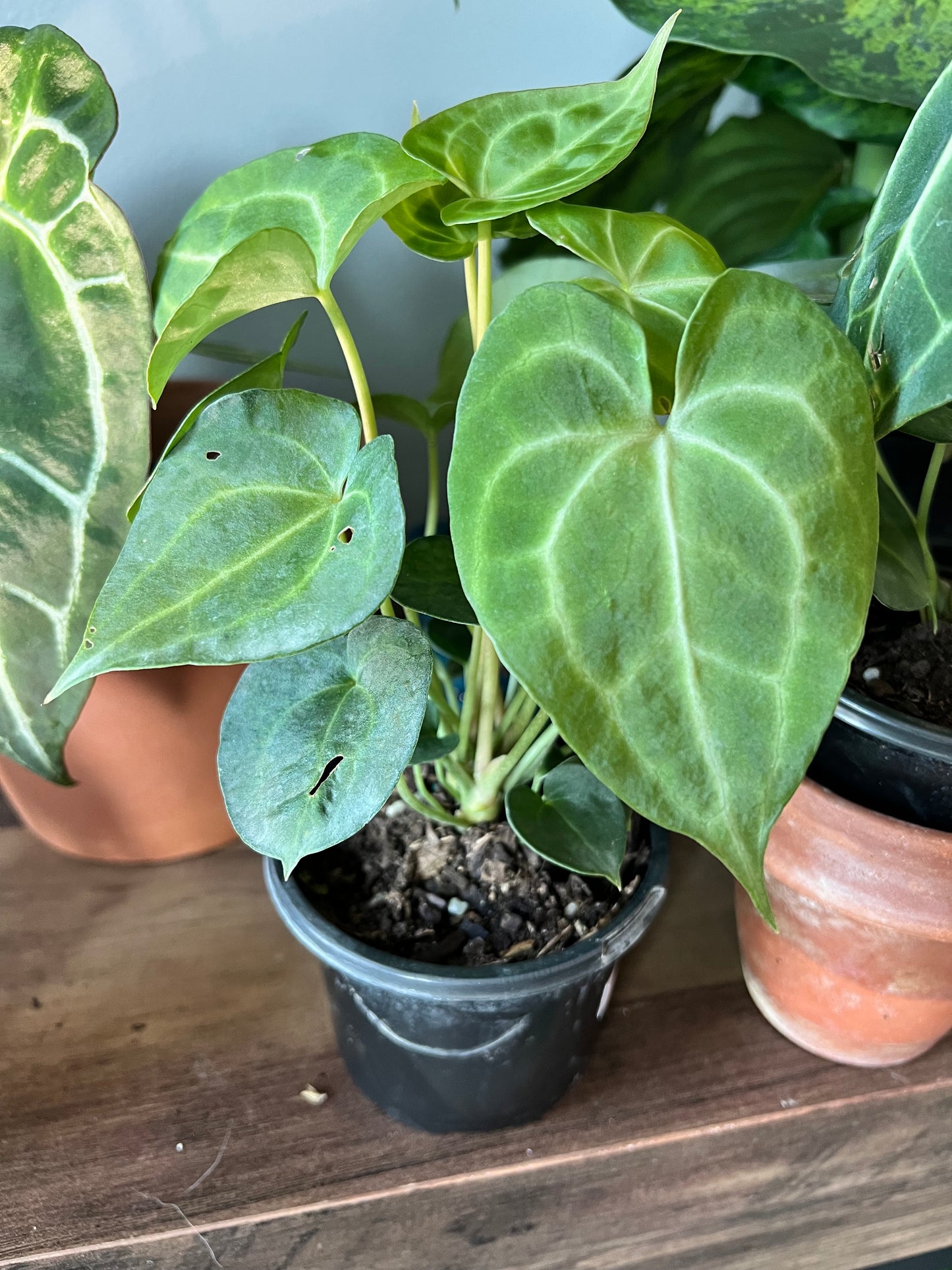 Anthurium Clarinervium King 4”