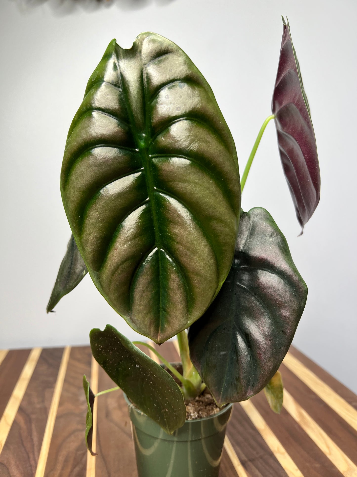 Alocasia Cuprea