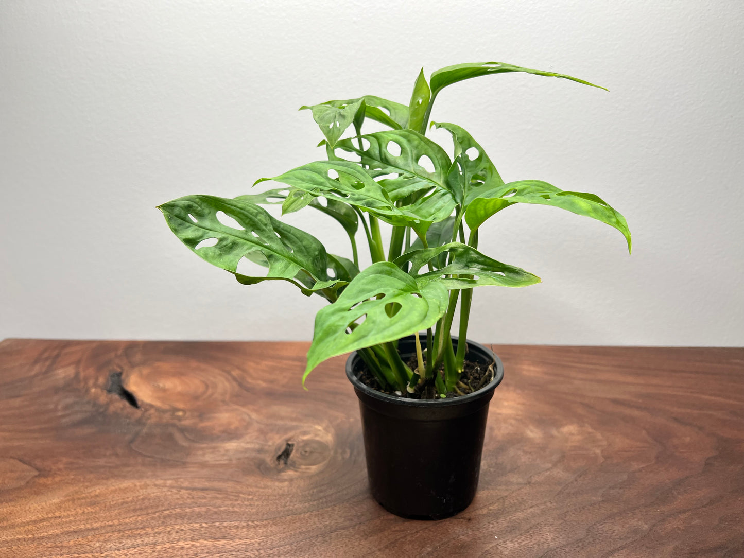 Monstera Swiss Cheese 4”