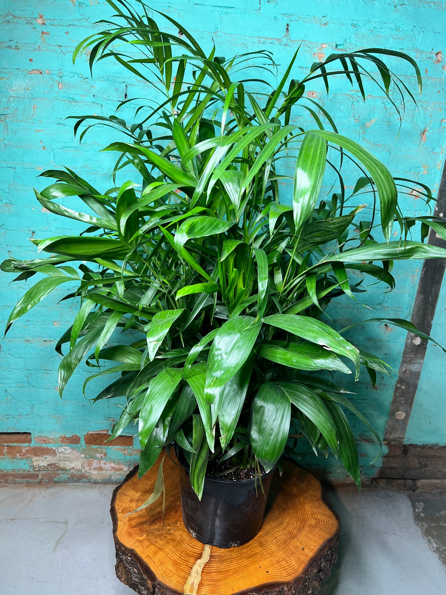 Bamboo Palm 12”