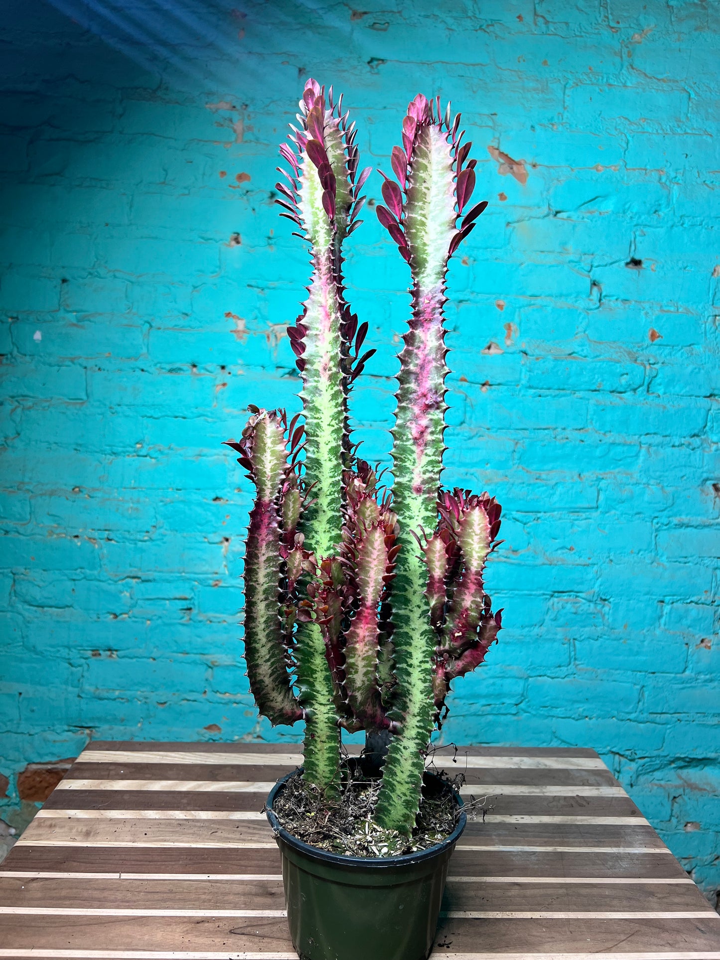 Euphorbia Trigonia Red 6”