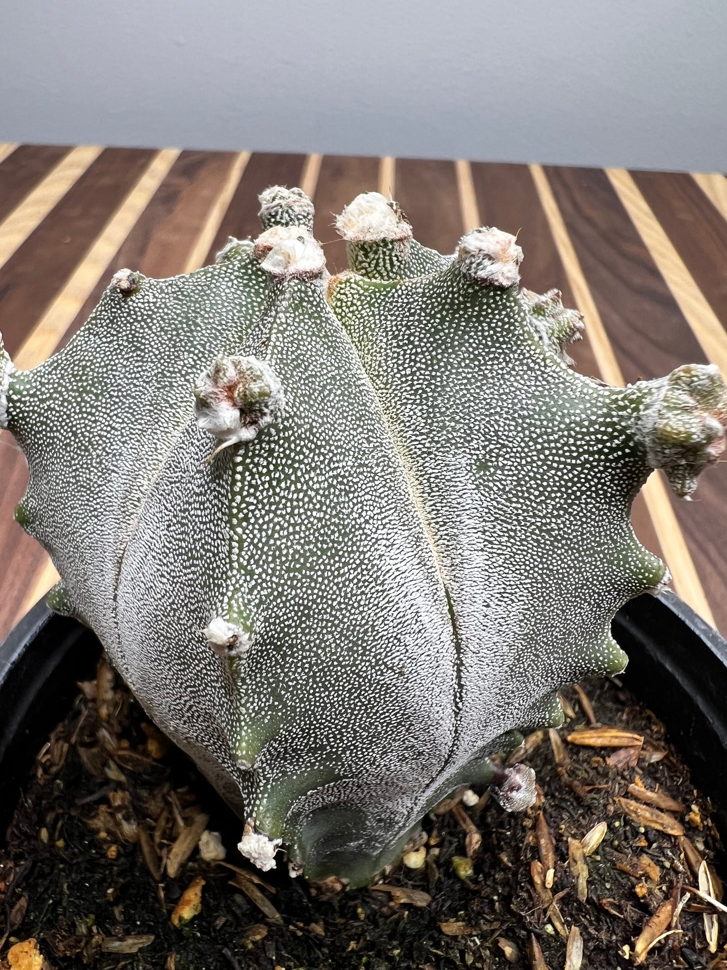 Astrophytum Myriostigma “Fred” 4”