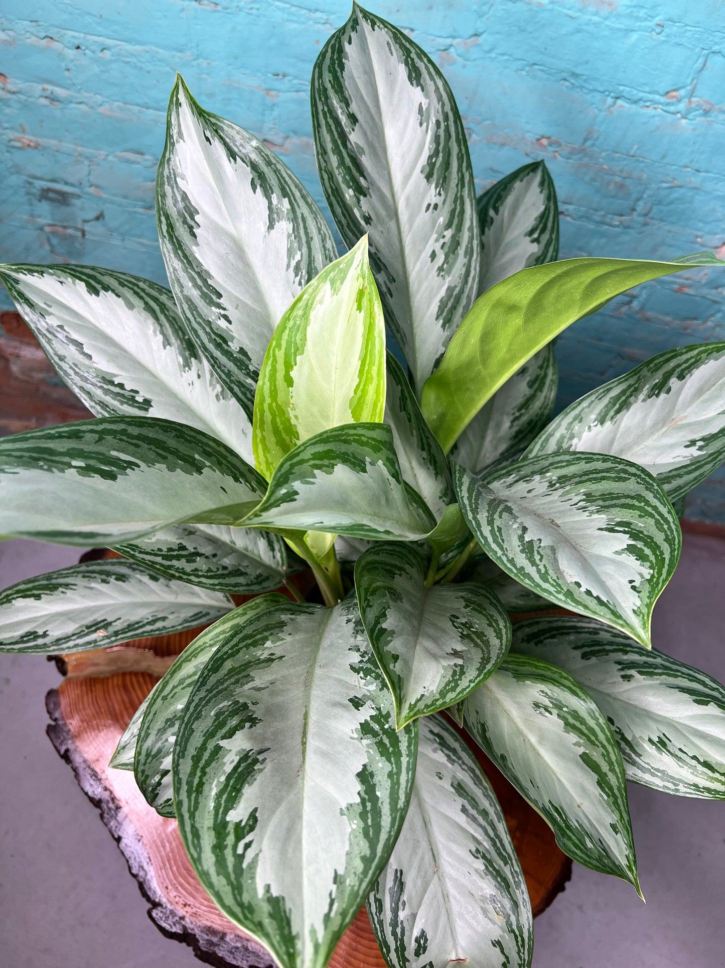 Aglaonema Silver Bay