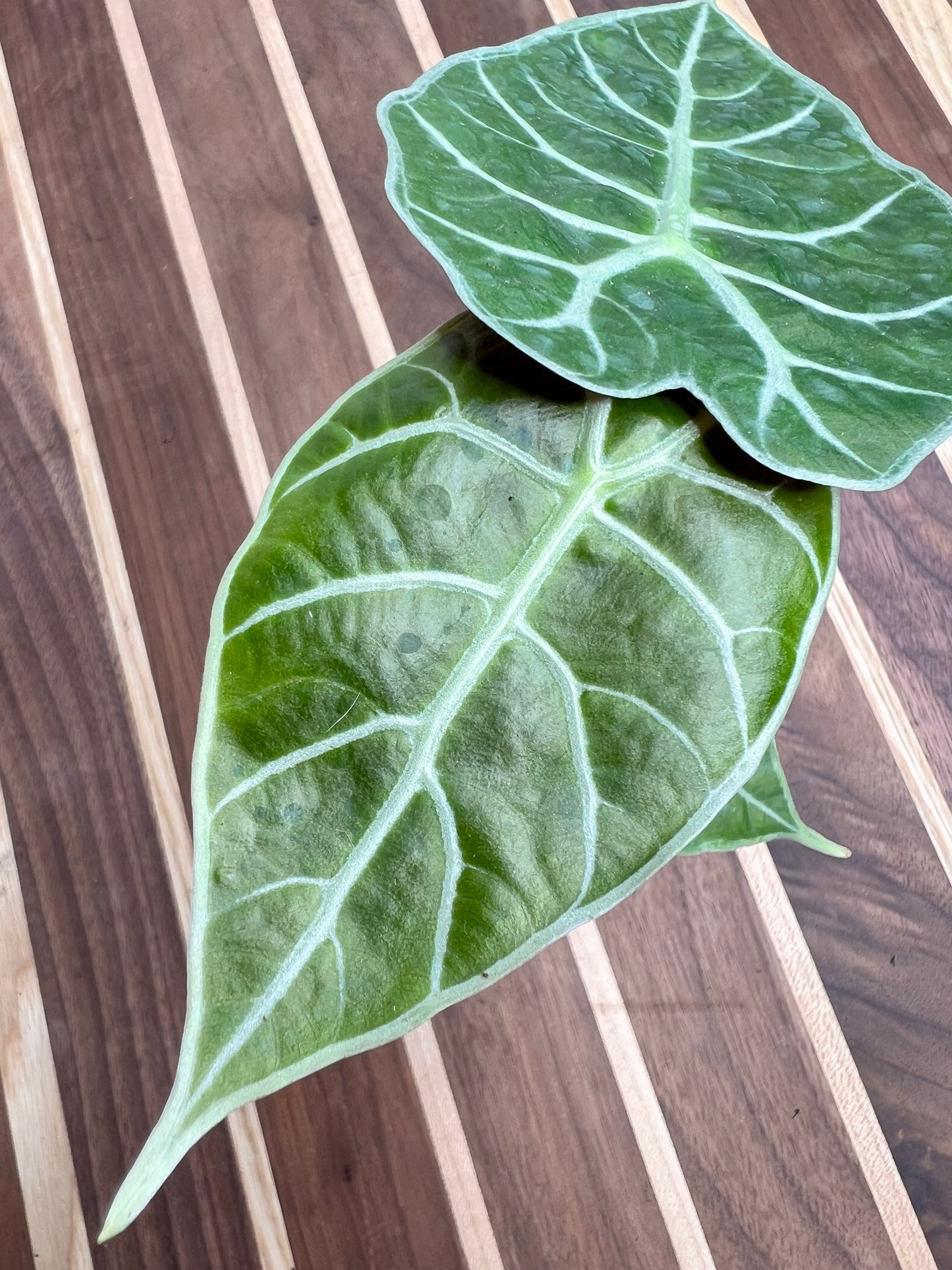 Alocasia Watsoniana Lighting 4”