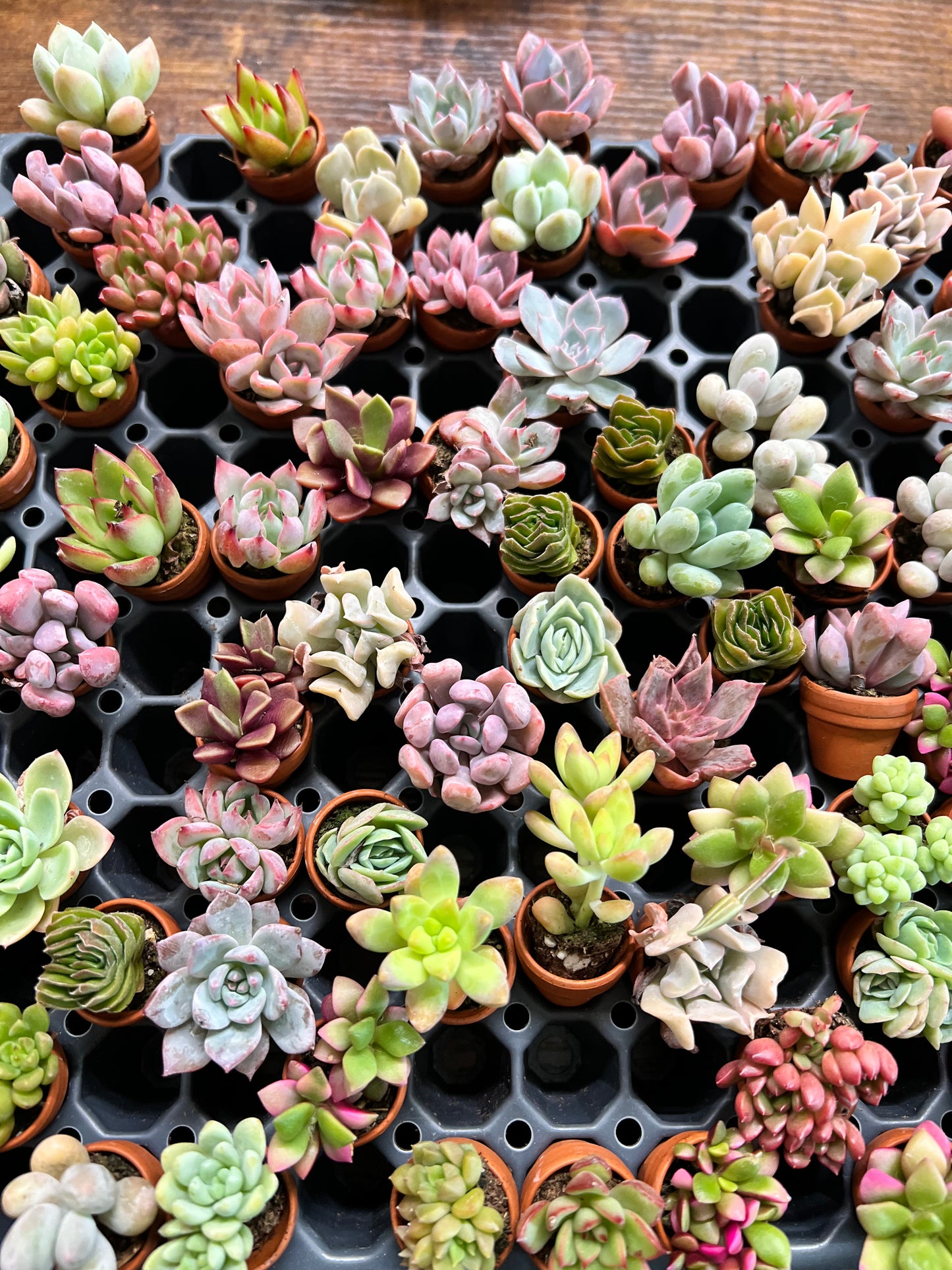 Succulent Thimble clay