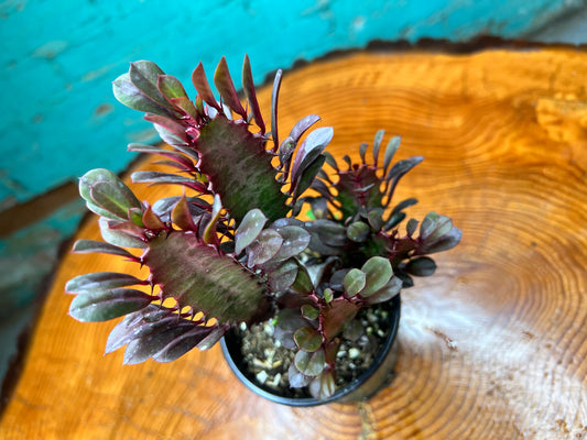 Euphorbia Trigonia Red 4”