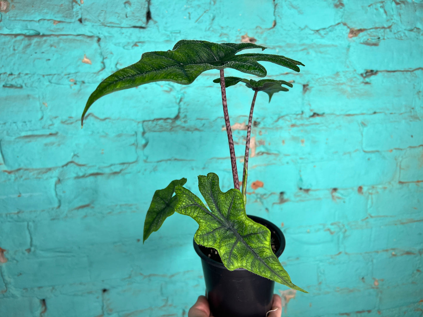 Alocasia Jacklyn 4”