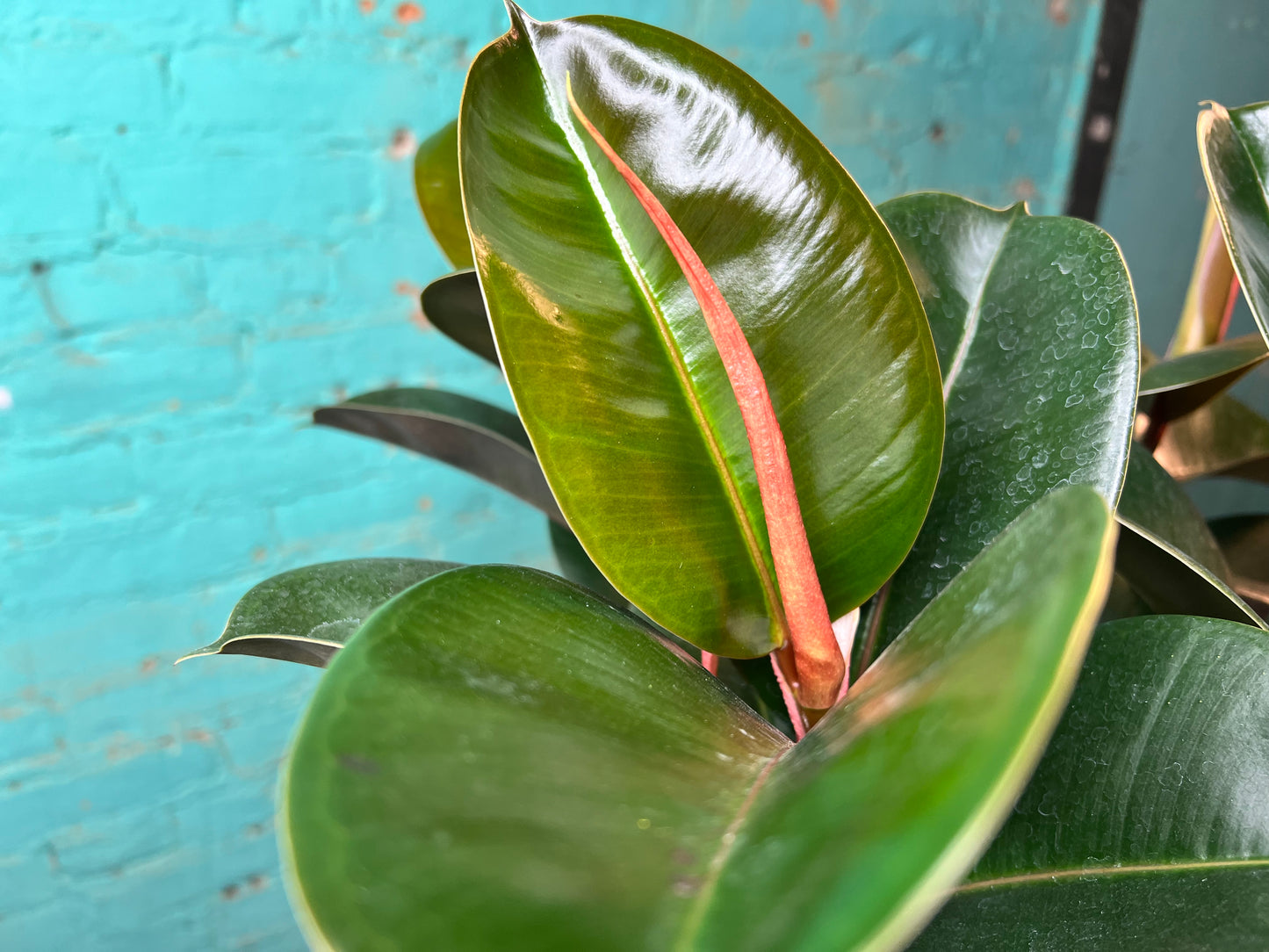 Rubber Tree- Robusta Green 7”