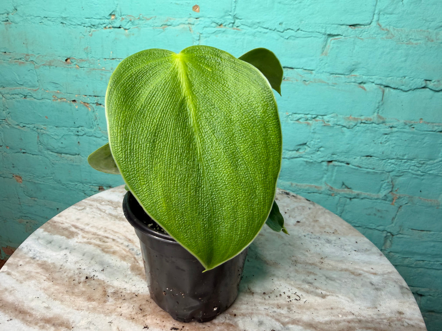 Philodendron Rugosum 4”