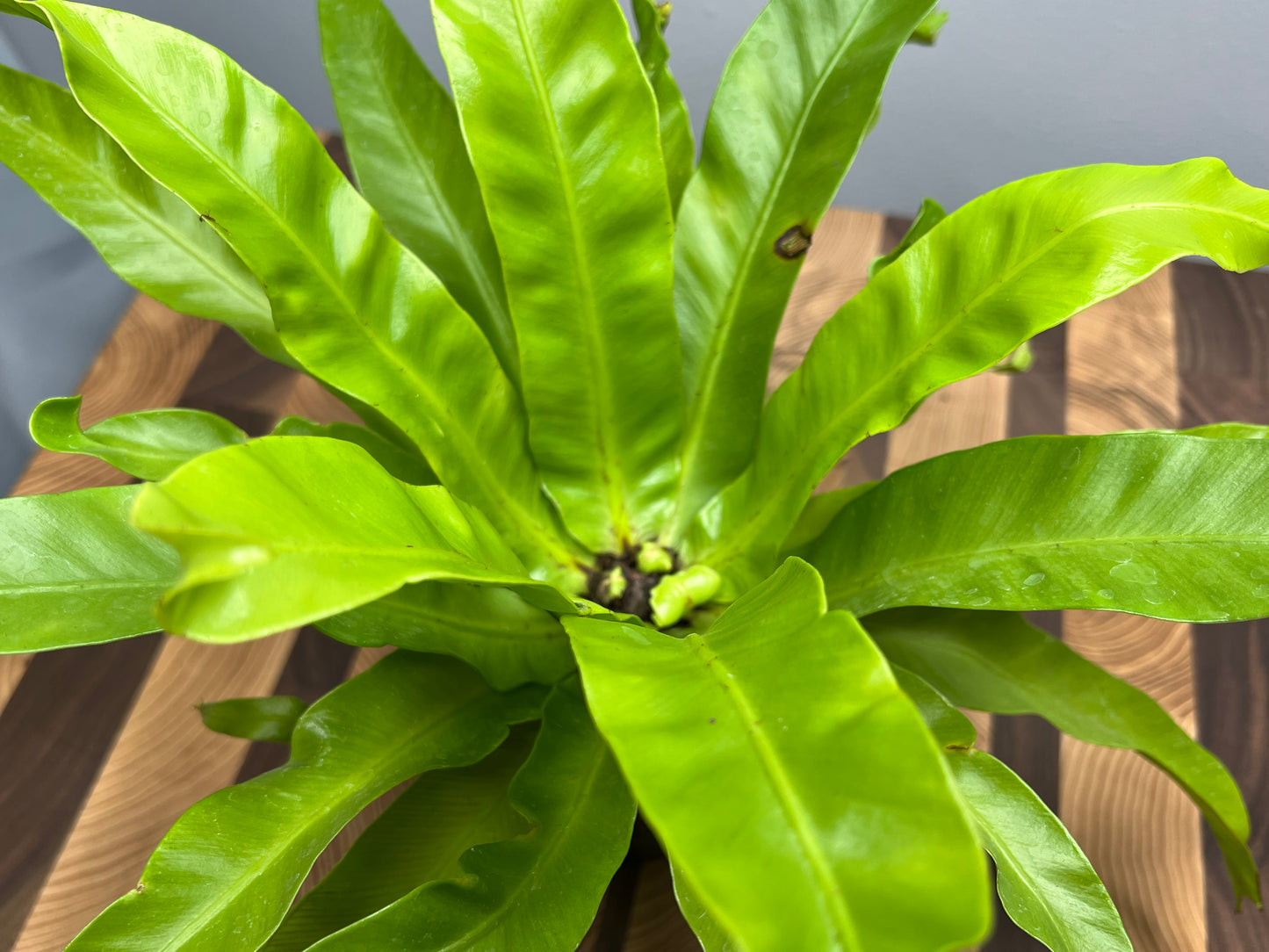 Bird’s Nest Fern 4”
