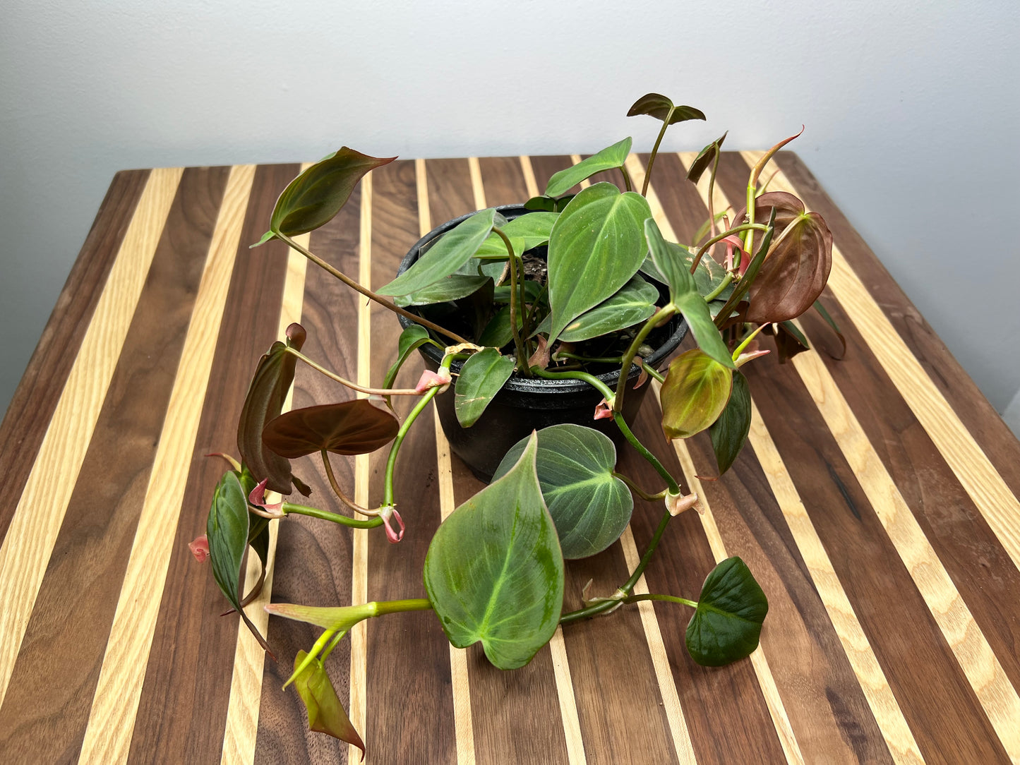 Philodendron Mican 6”