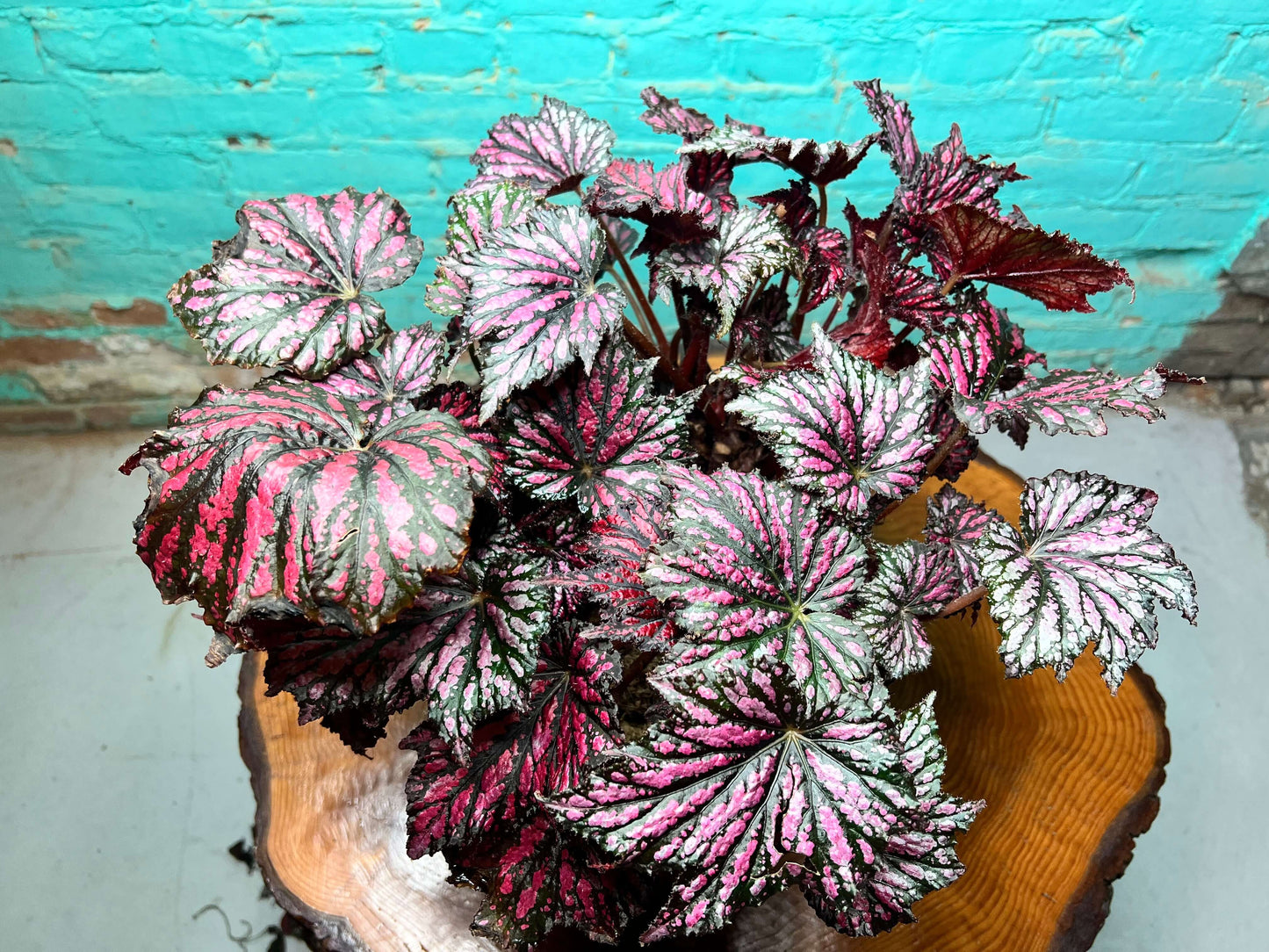 Rex begonia 10” with vibrant pink, green, and burgundy patterned leaves on a wooden table.