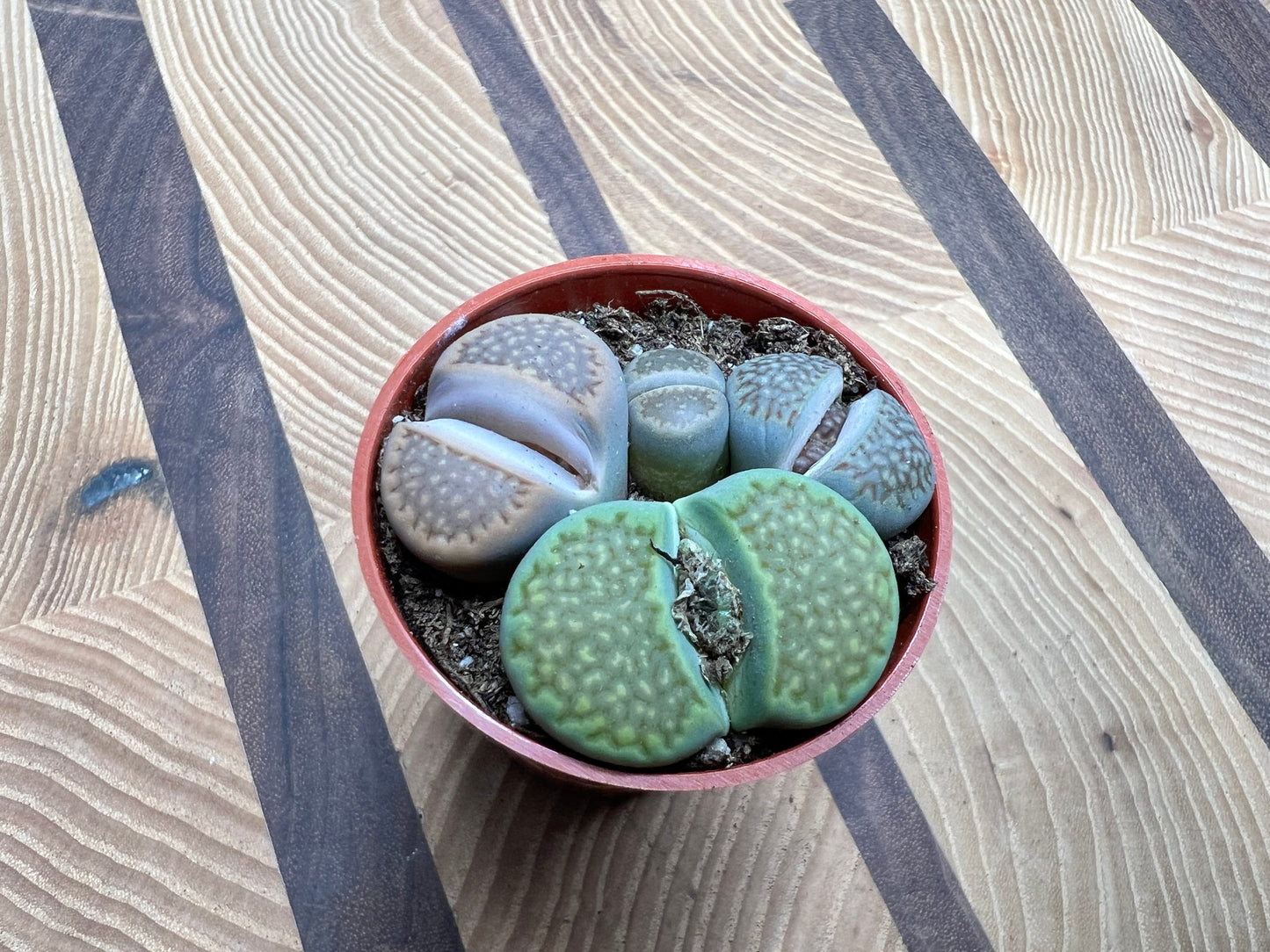 Living stones