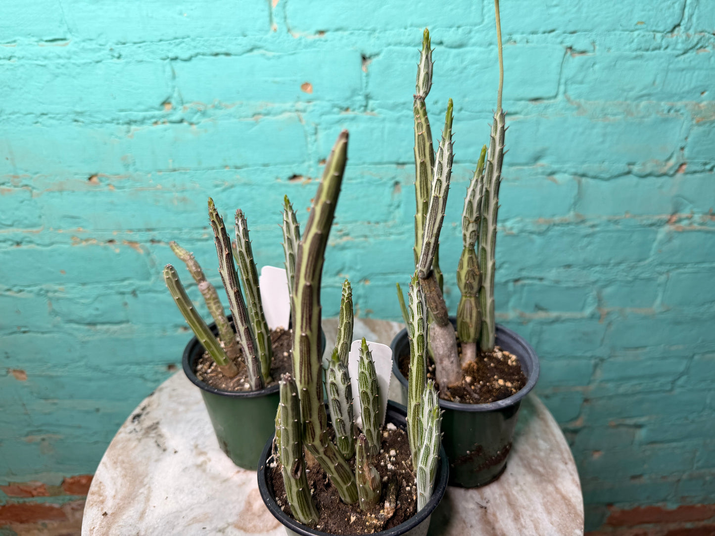 Senecio Stapeliiform 4”