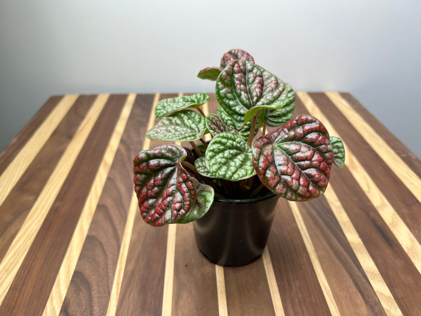Peperomia Caperata Emerald Ripples
